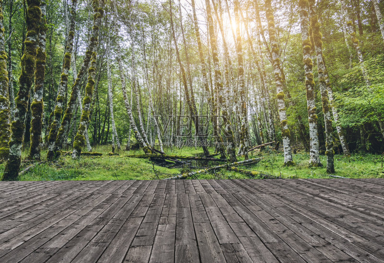 温带雨林的密度照片摄影图片