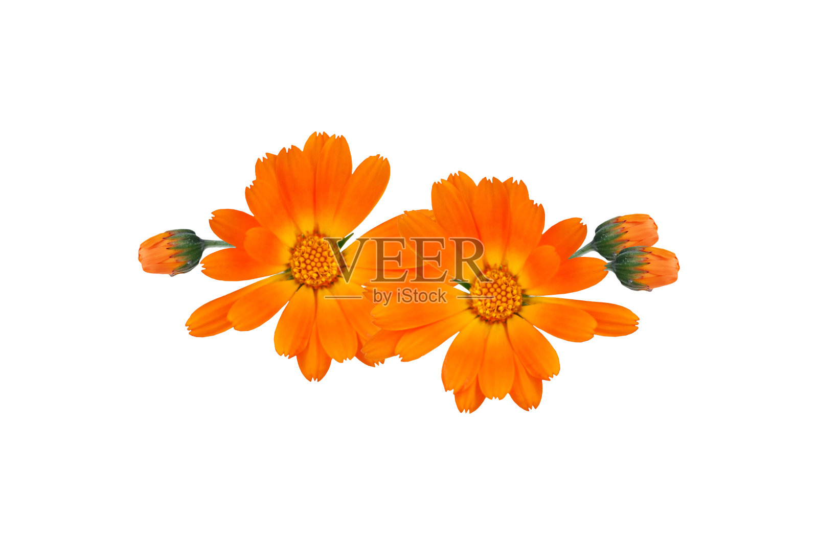 花照片摄影图片