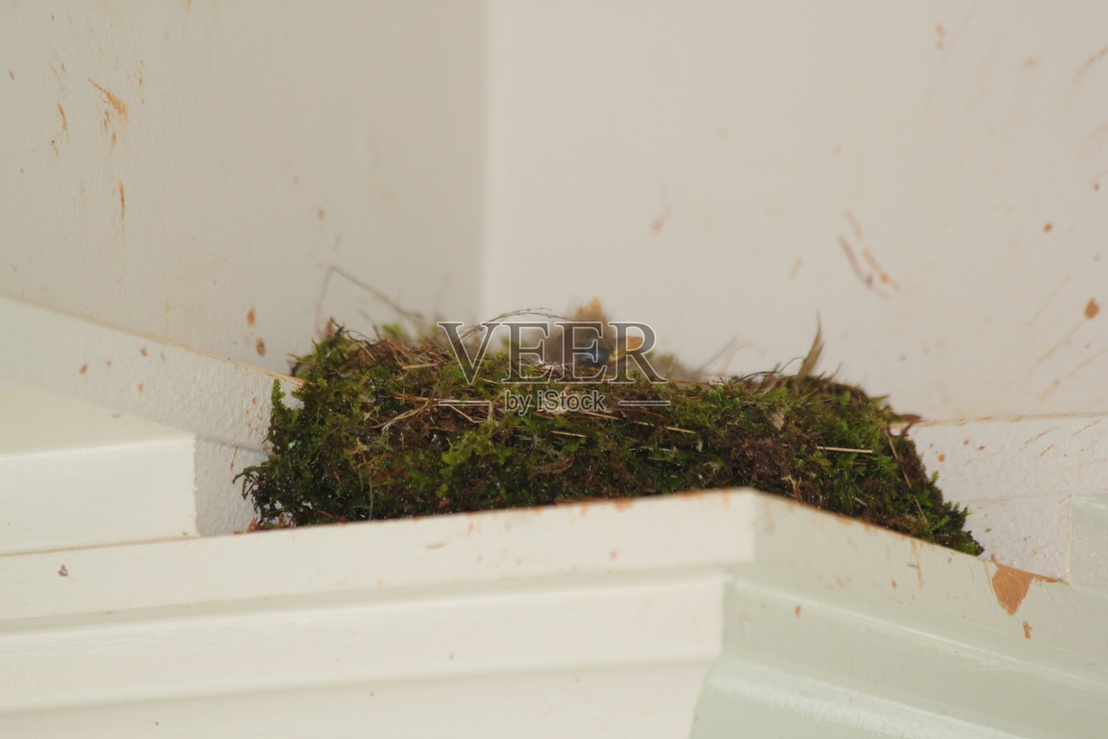 鸟照片摄影图片