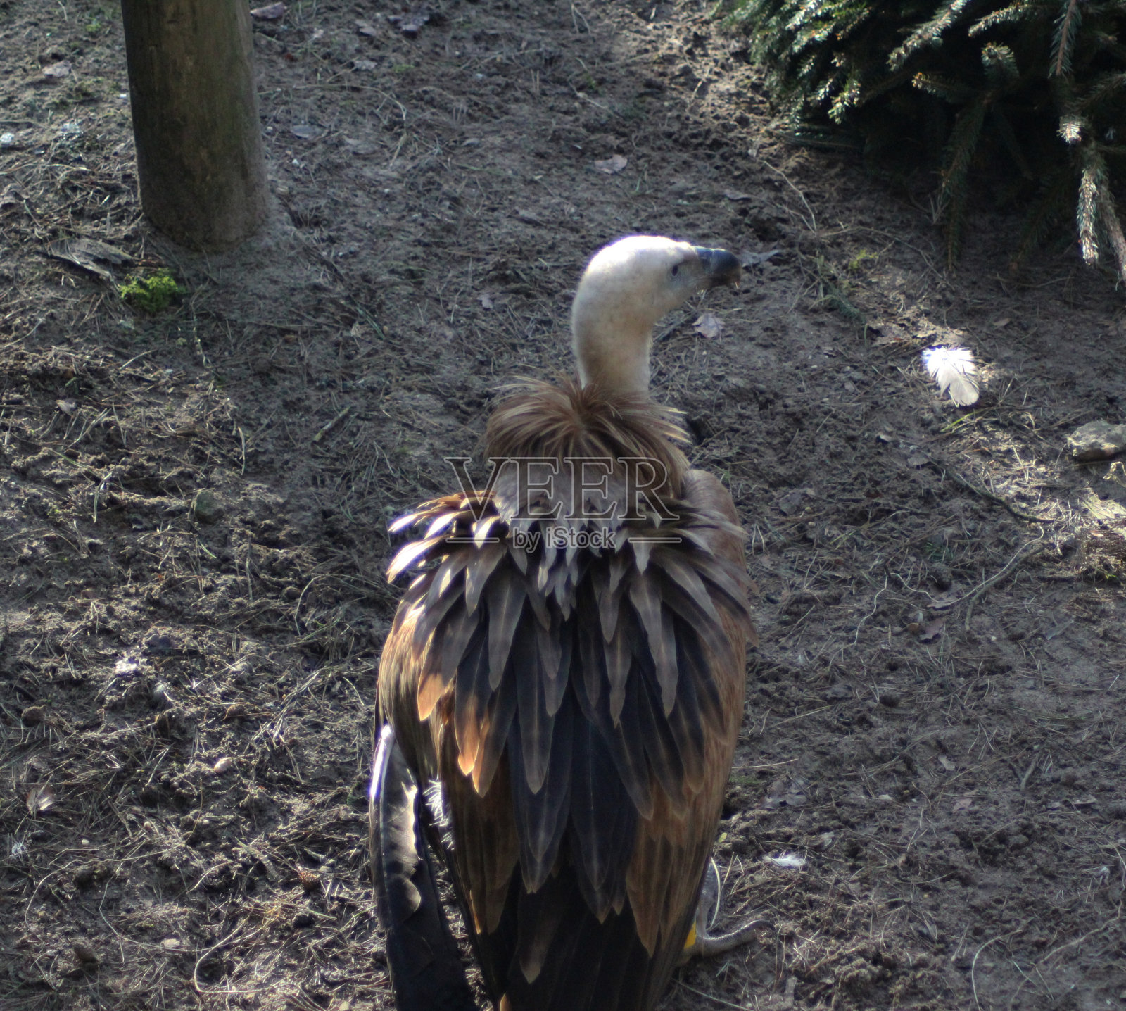 兀鹫秃鹰照片摄影图片