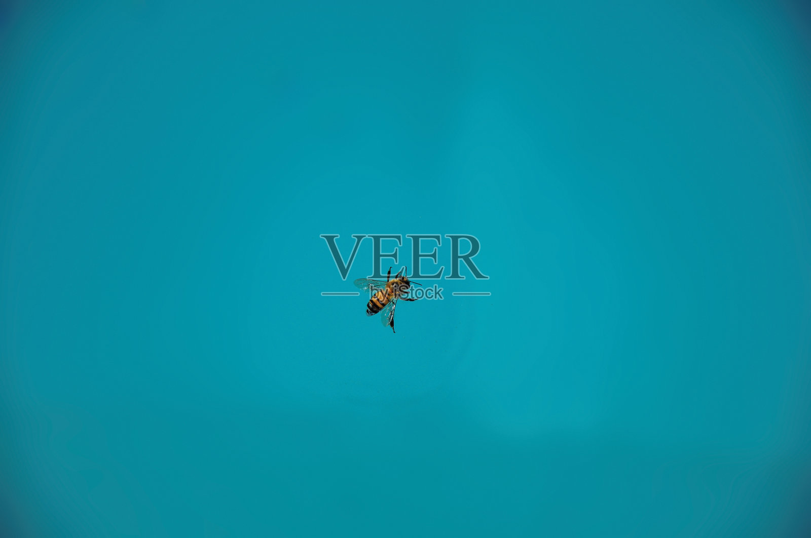 一只蜜蜂在水面上的特写，靠近南阿雷格里多山。照片摄影图片