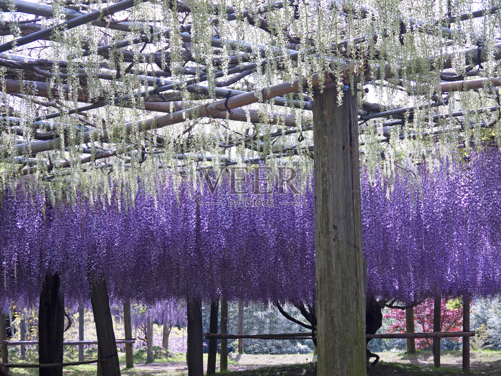 紫藤格子照片摄影图片