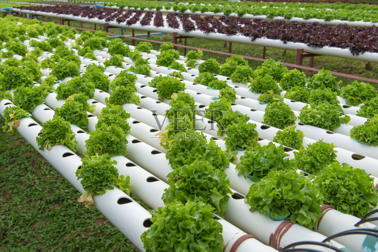 栽培农场中的有机水培蔬菜照片摄影图片