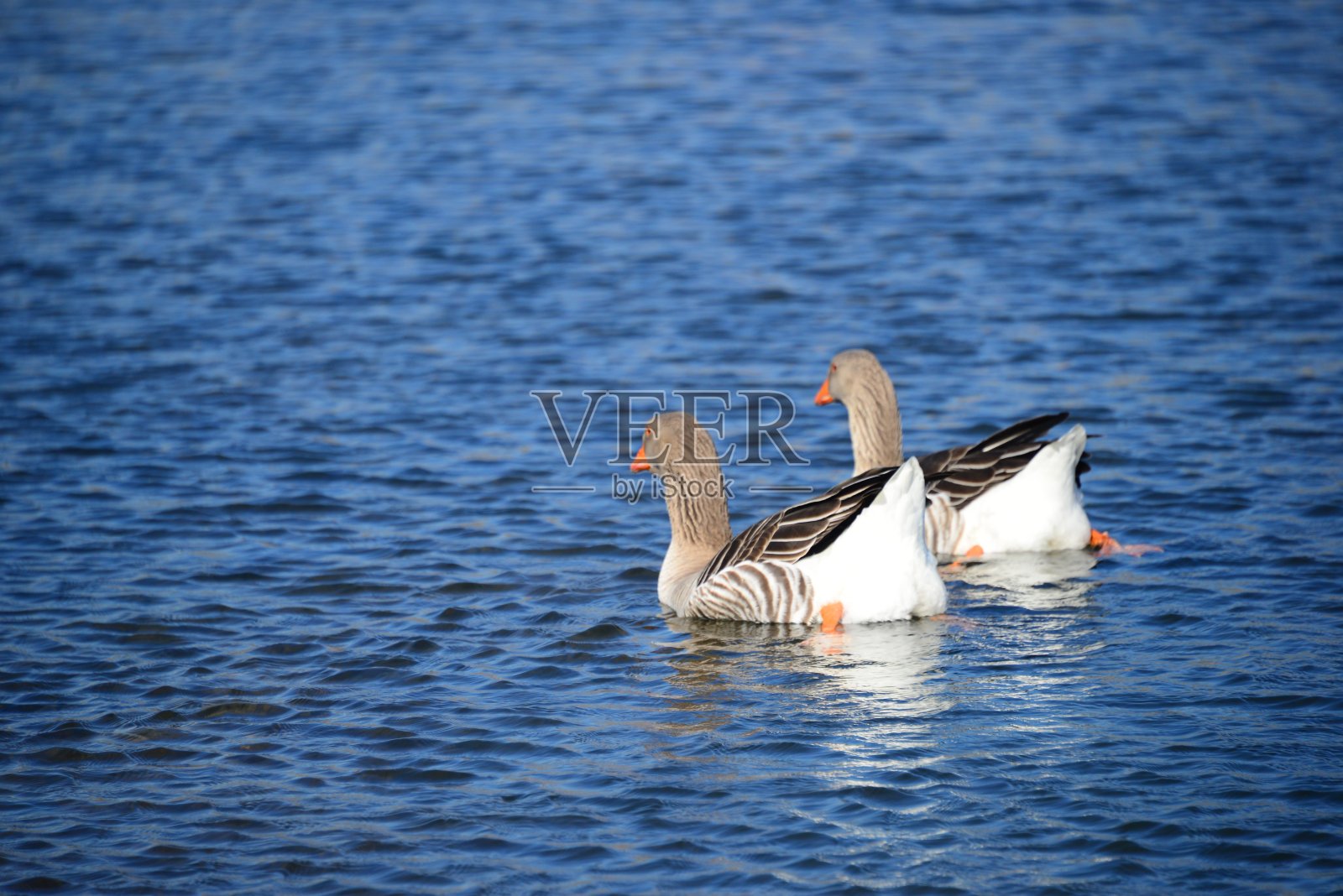 鹅，生活在地中海的西班牙照片摄影图片