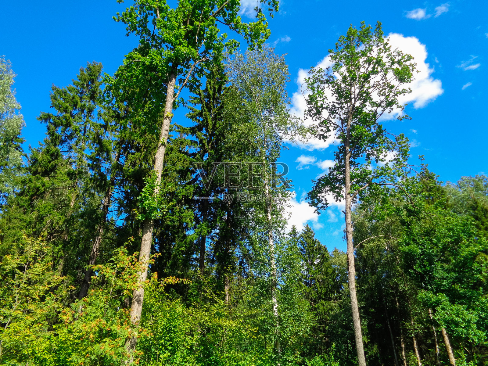 八月里，绿油油的夏日森林里的草地。炎热的一天。中午。俄罗斯照片摄影图片