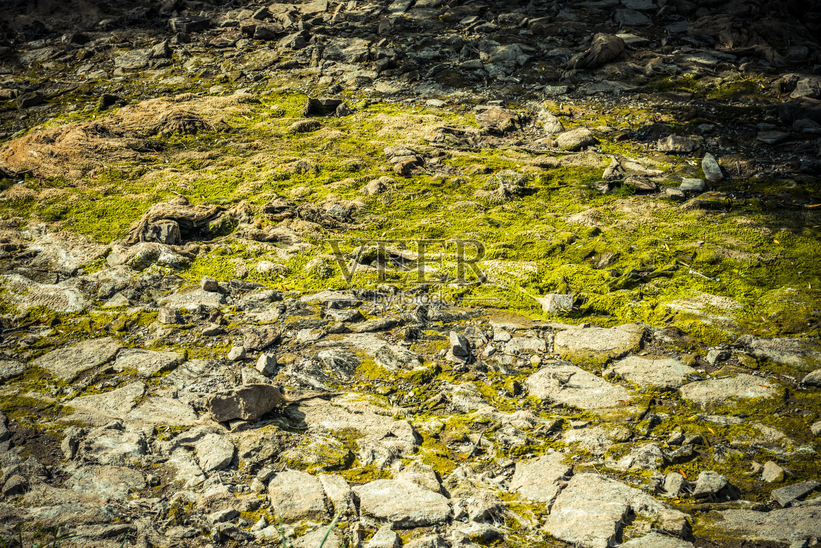 有海螺壳的干涸河床照片摄影图片