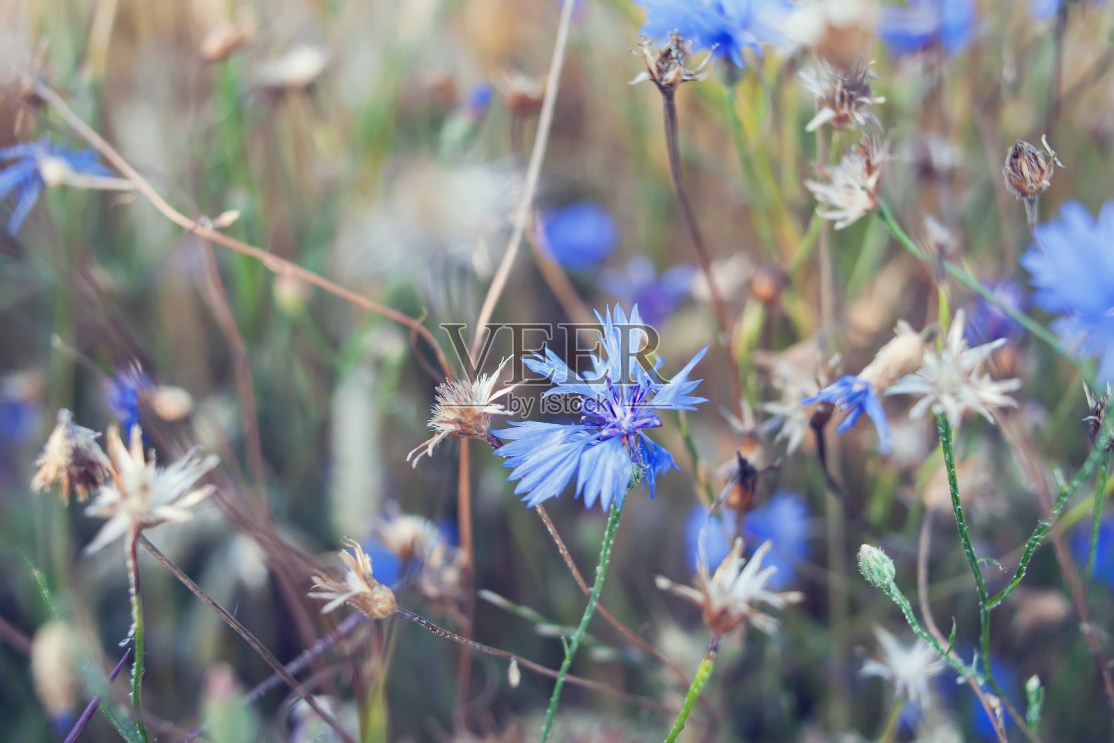 田野上的矢车菊照片摄影图片