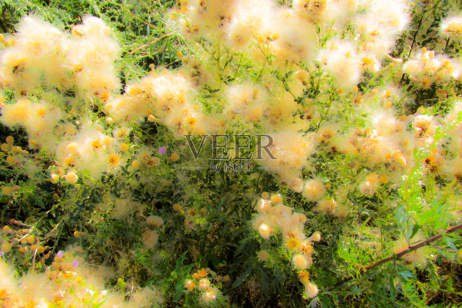 在乡村徒步旅行照片摄影图片