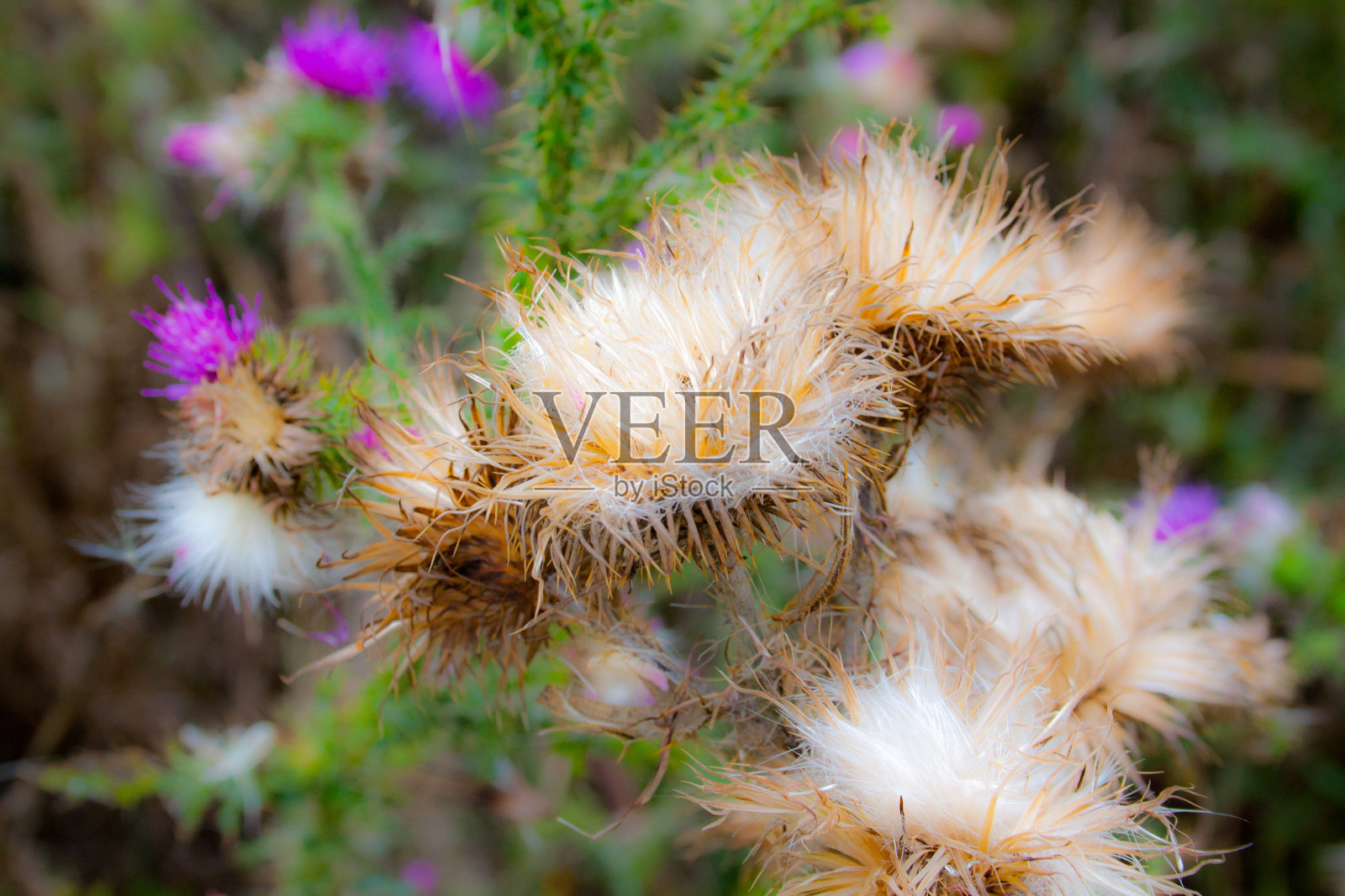 在乡村徒步旅行照片摄影图片
