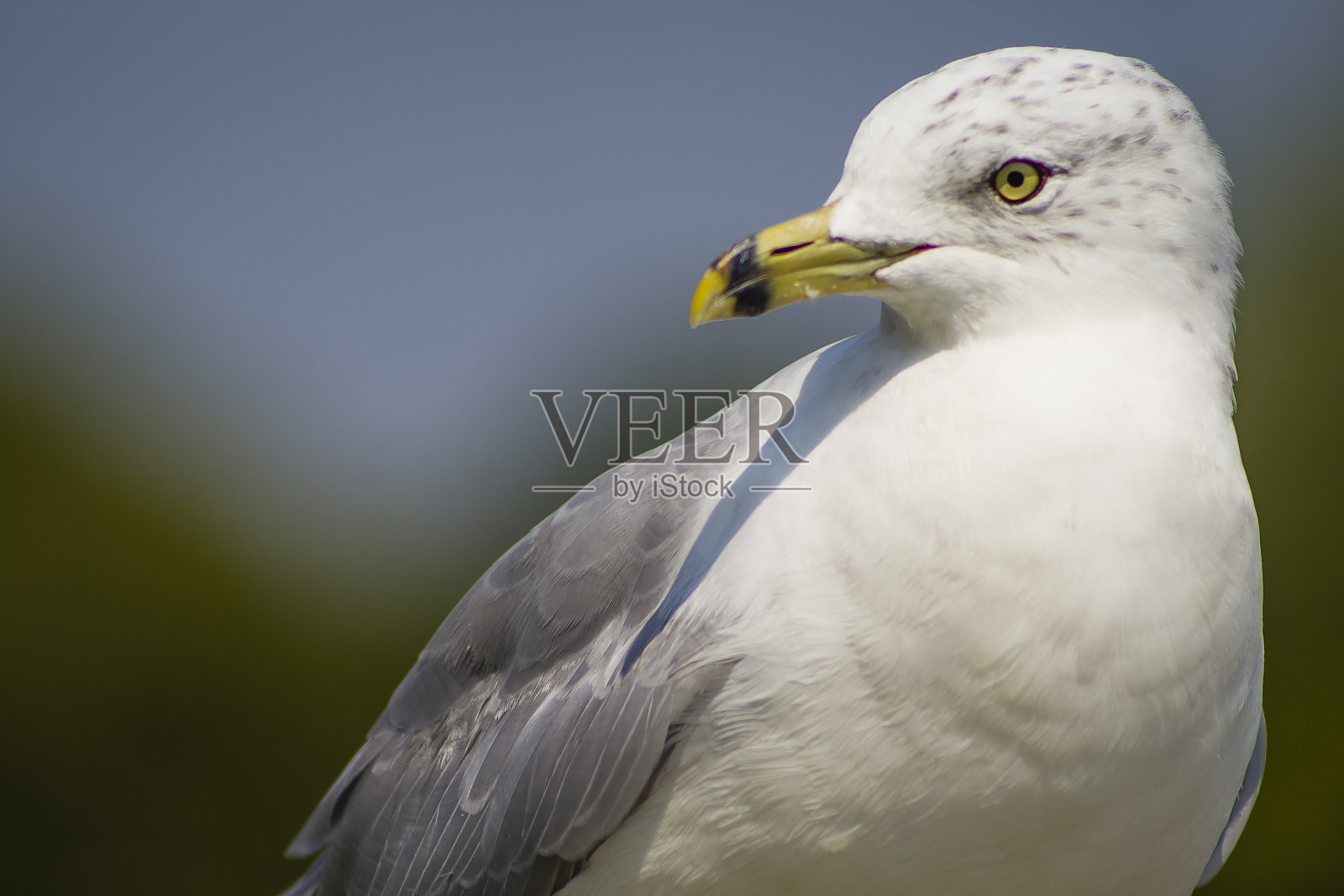 白色的鸟的夏天照片摄影图片