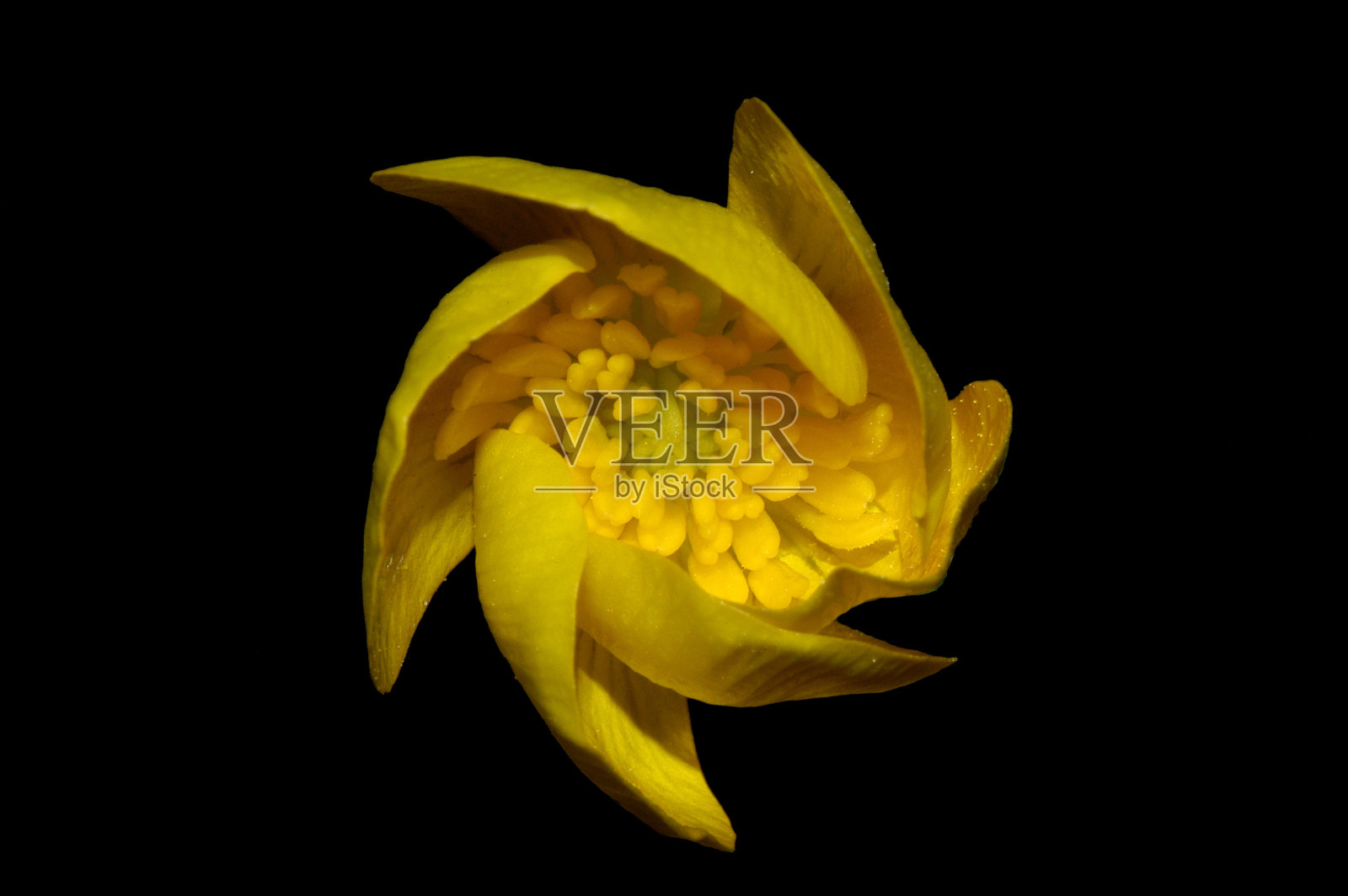 黄色的花照片摄影图片