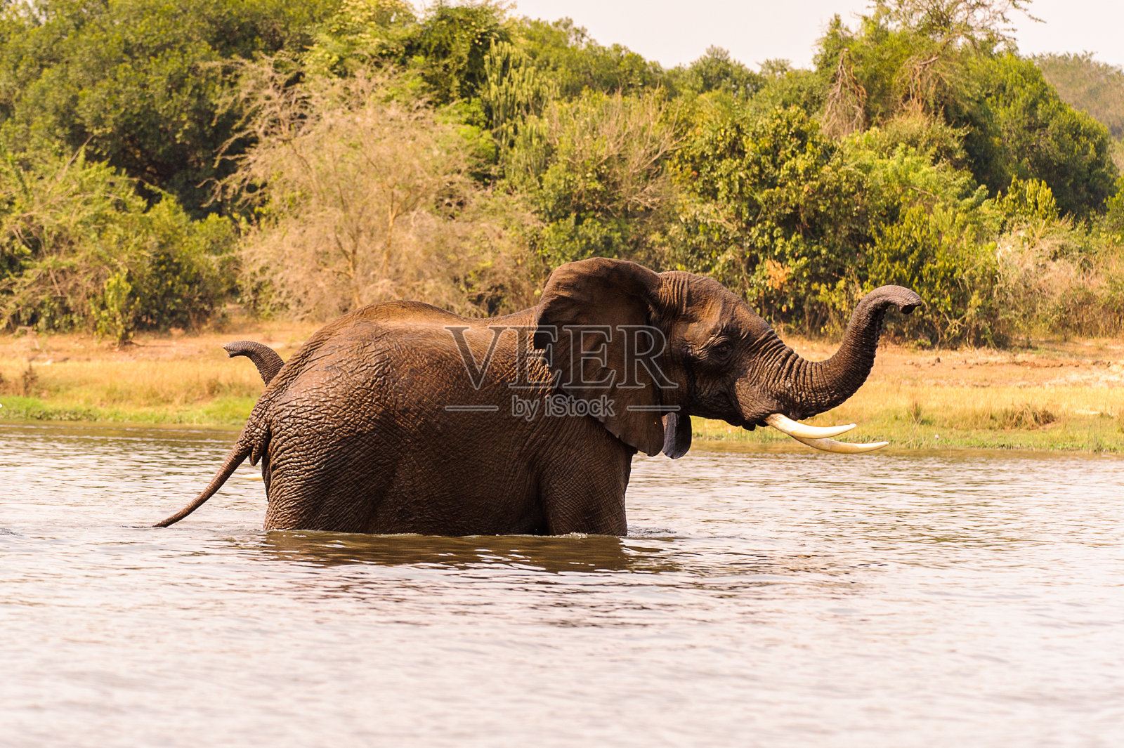 非洲的大象，乌干达照片摄影图片