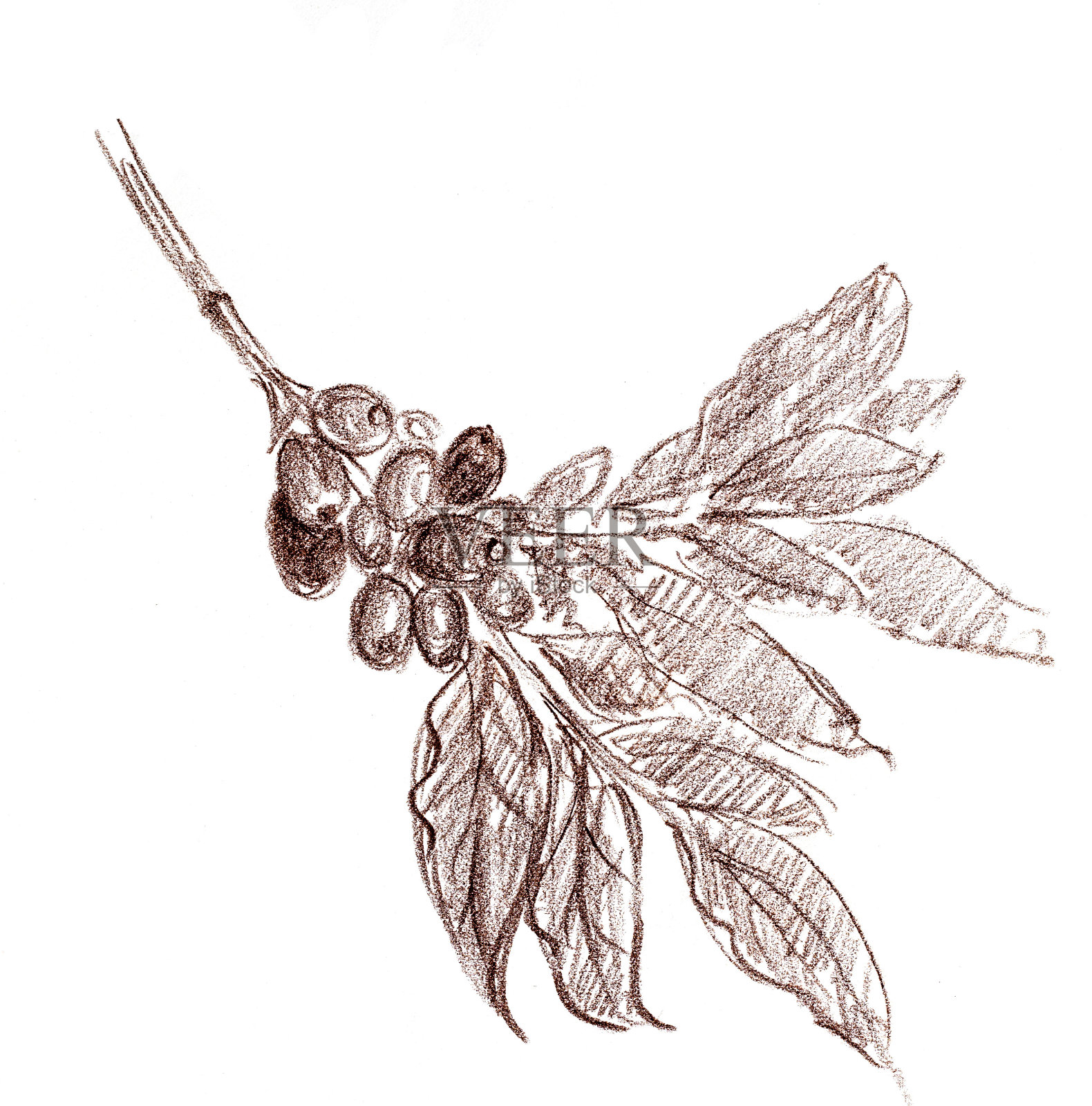 白色背景下的植物特写镜头插画图片素材