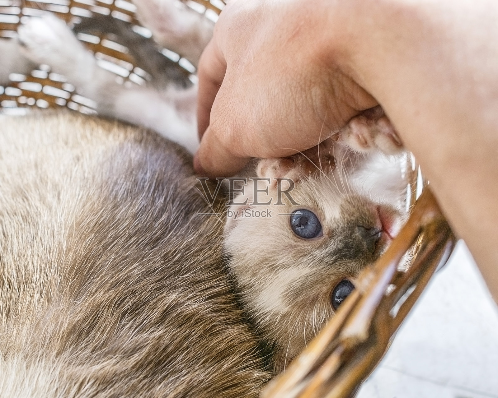 刚出生的小猫宝宝被白种人宠着，在藤木篮子里照片摄影图片