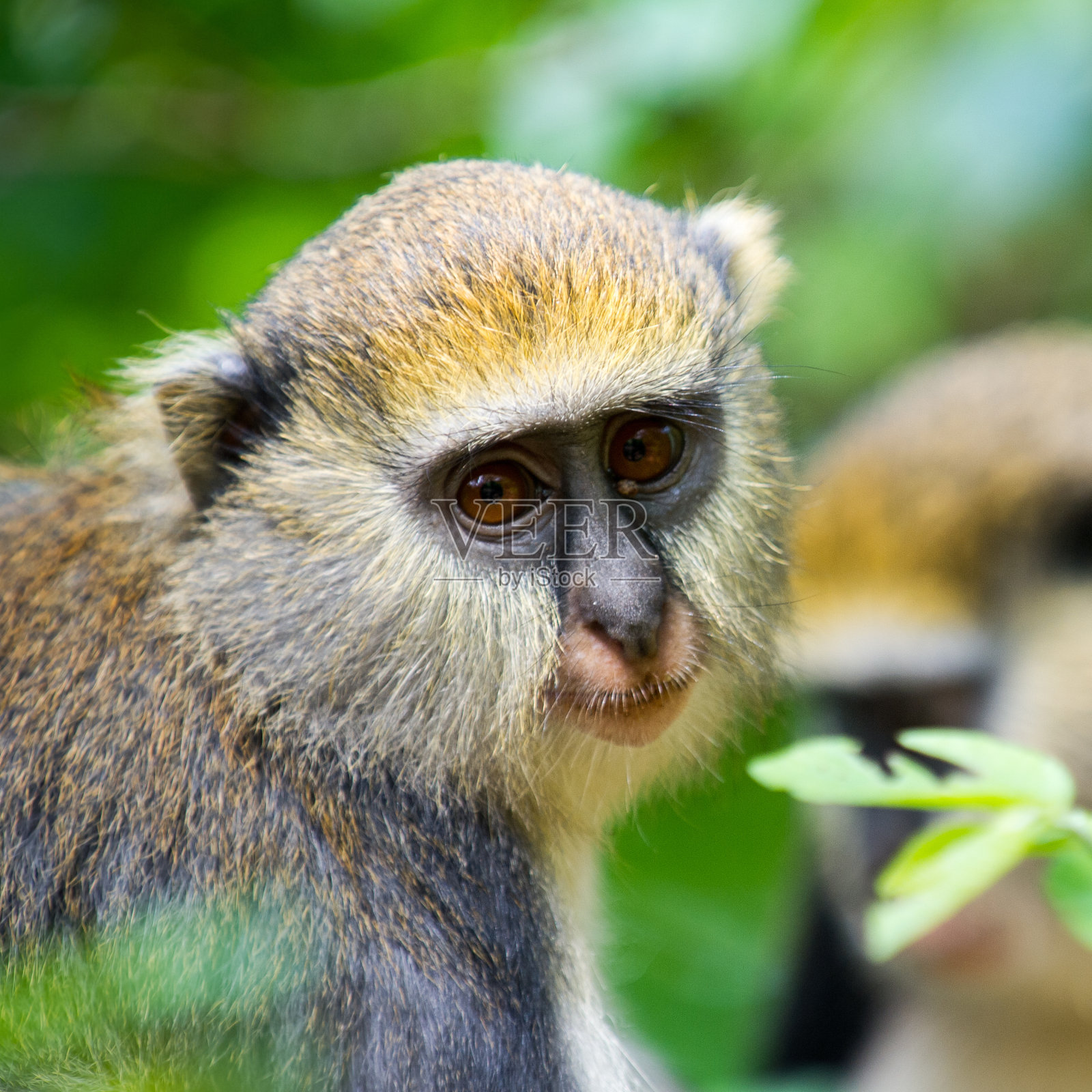 加纳的猴子肖像(Cercopithecus mona照片摄影图片