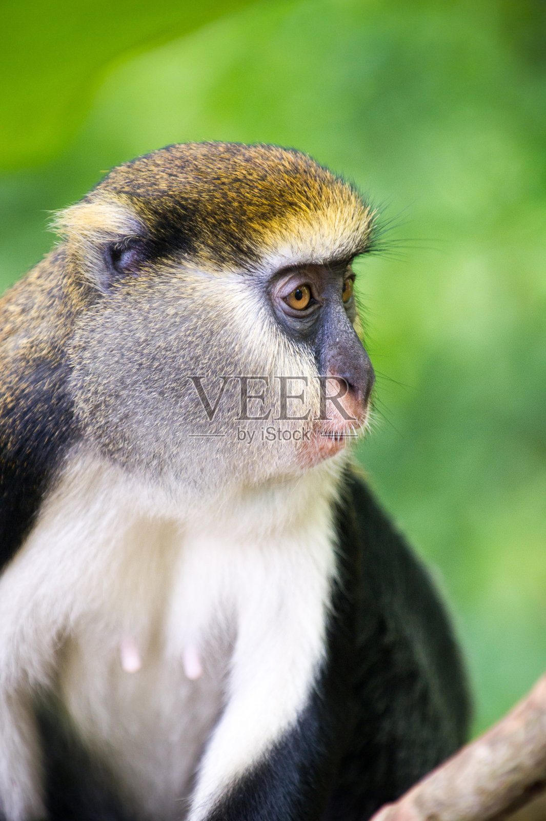 可爱的猴子(Cercopithecus mona)在加纳的树上照片摄影图片