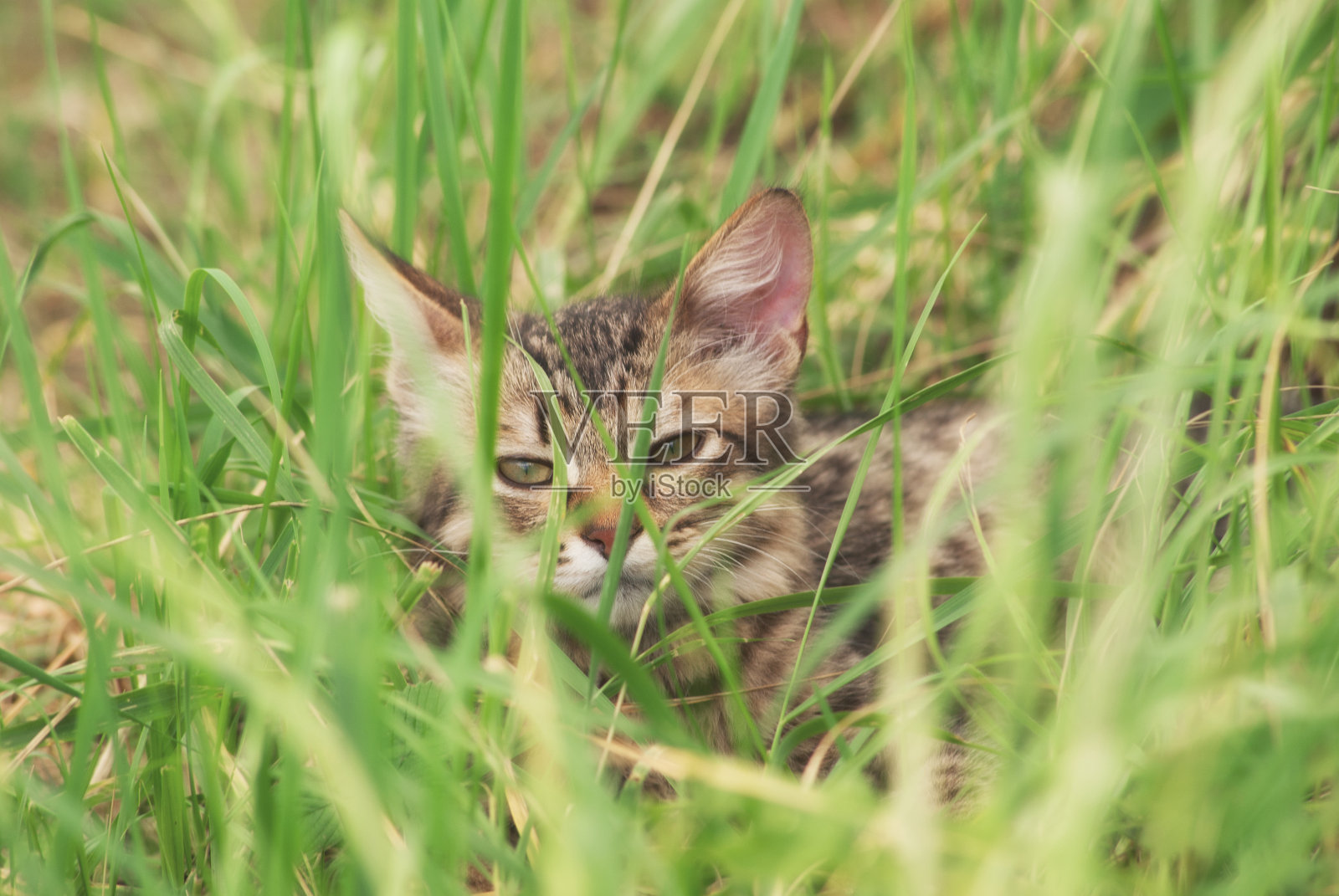一只美丽的带条纹的小猫在户外的草地上玩耍和狩猎，品种不详照片摄影图片