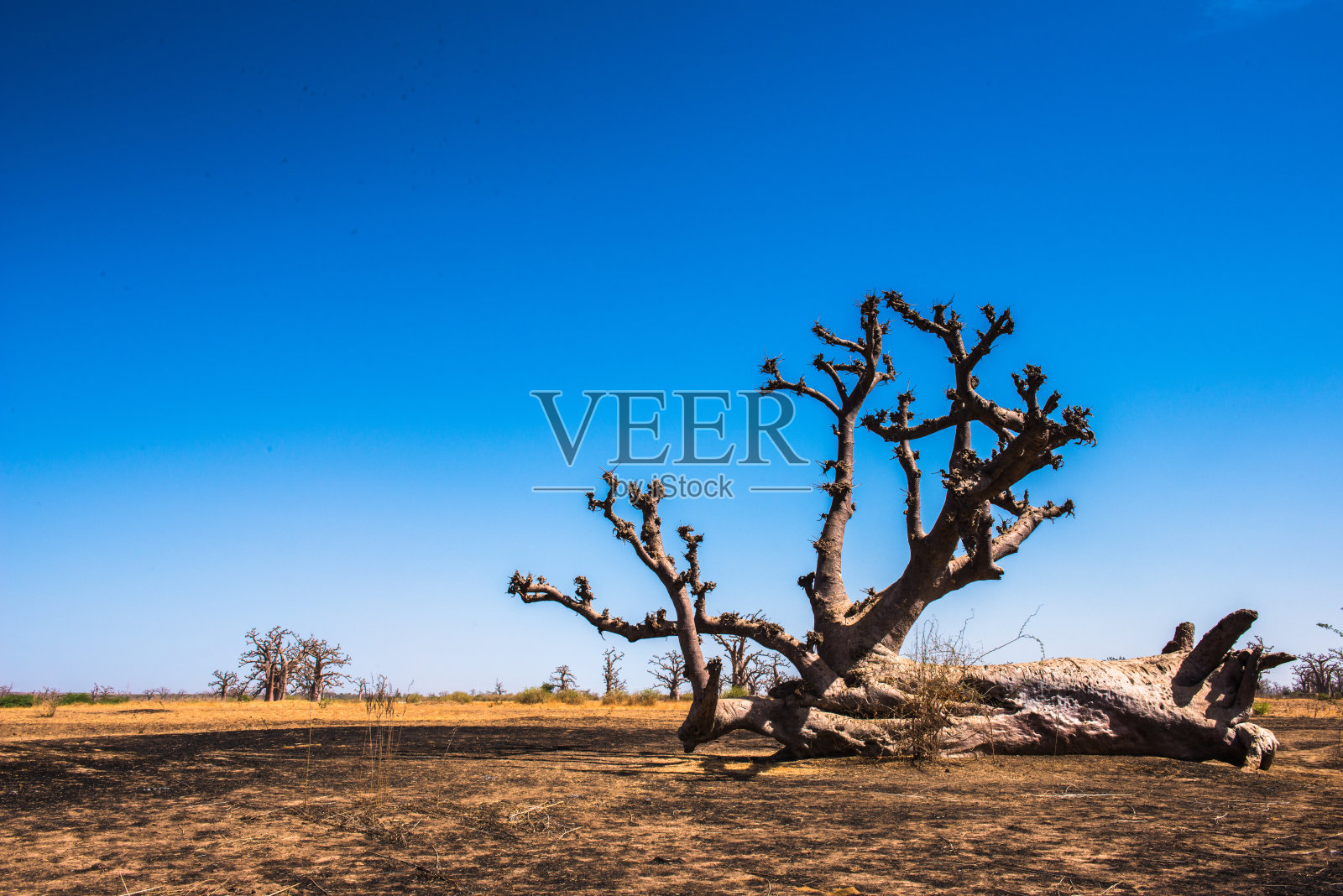 非洲塞内加尔的猴面包树照片摄影图片