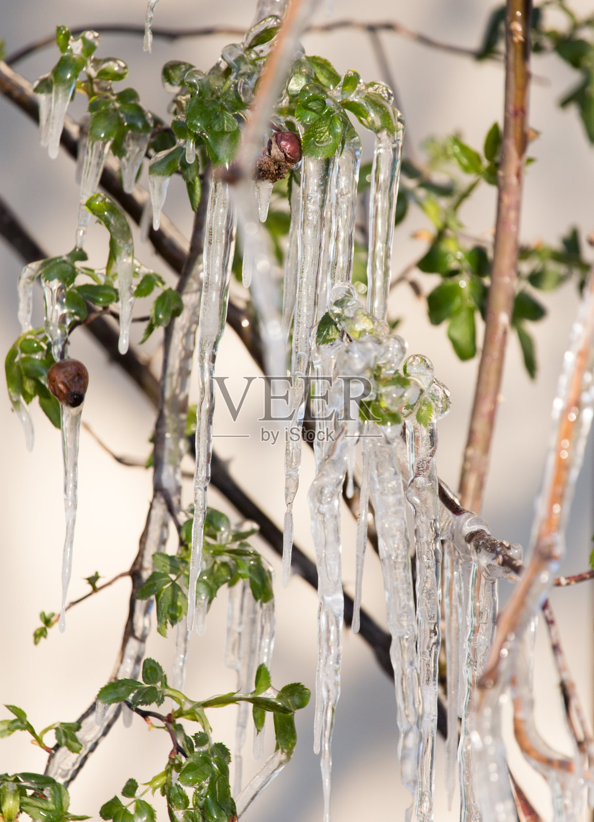 在春天的植物上照片摄影图片