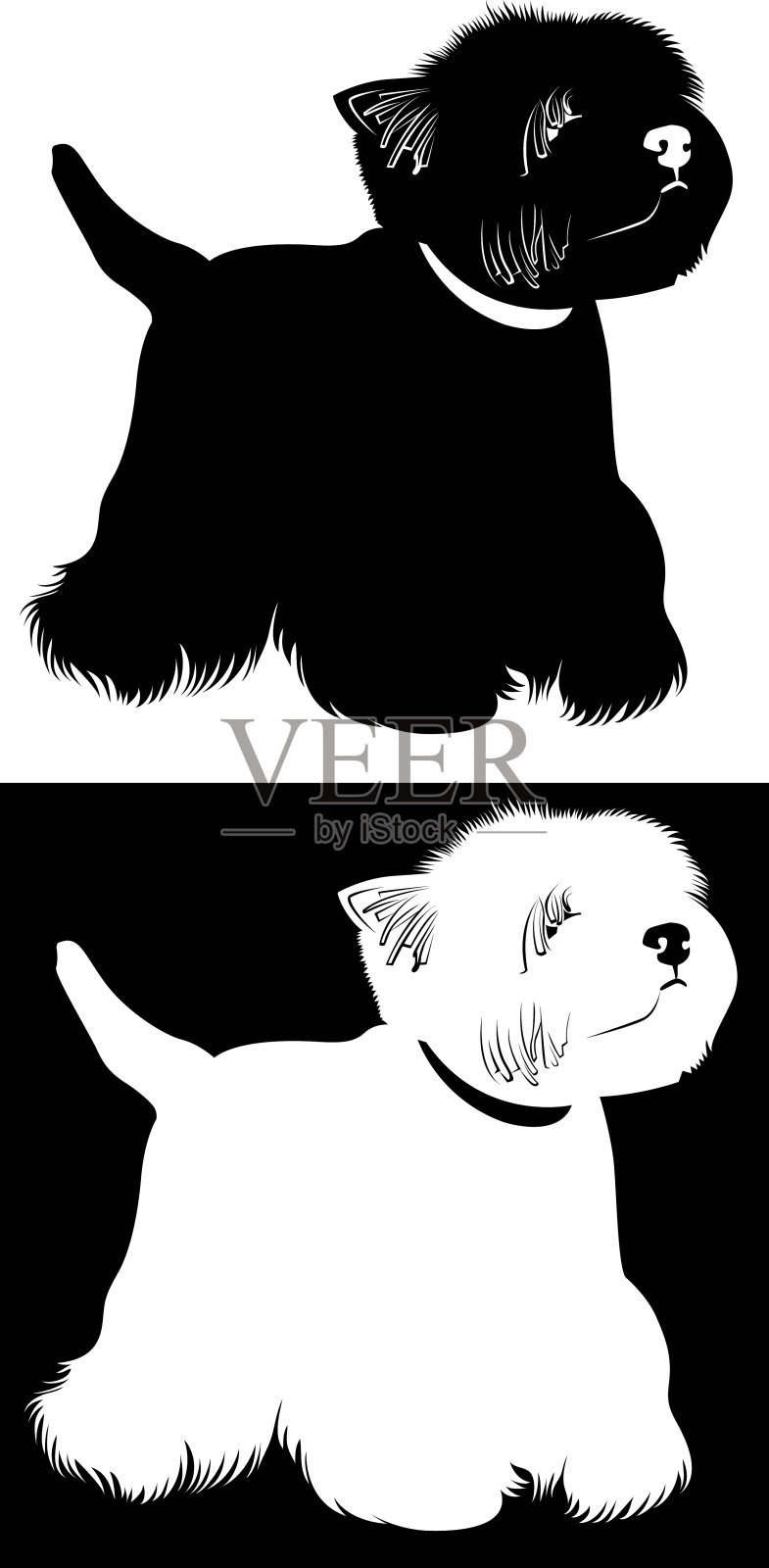 西部高地白梗。西部高地白梗犬照片摄影图片