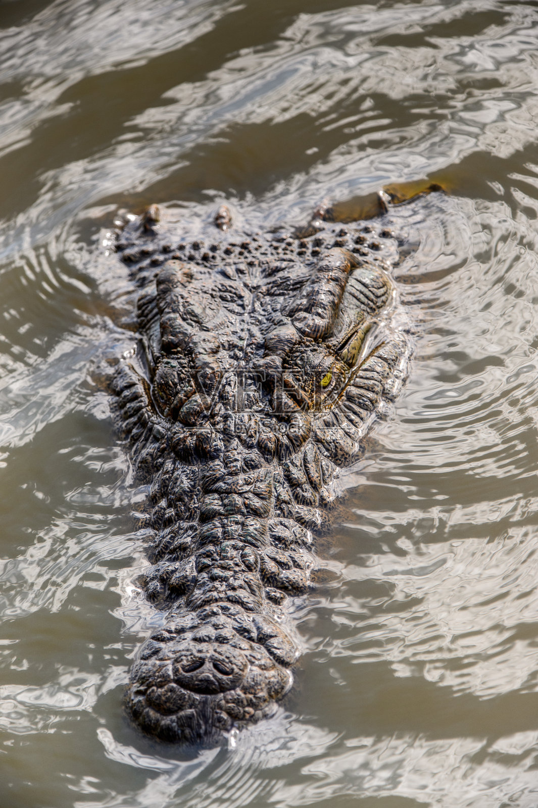 鳄鱼的头在水里游泳照片摄影图片