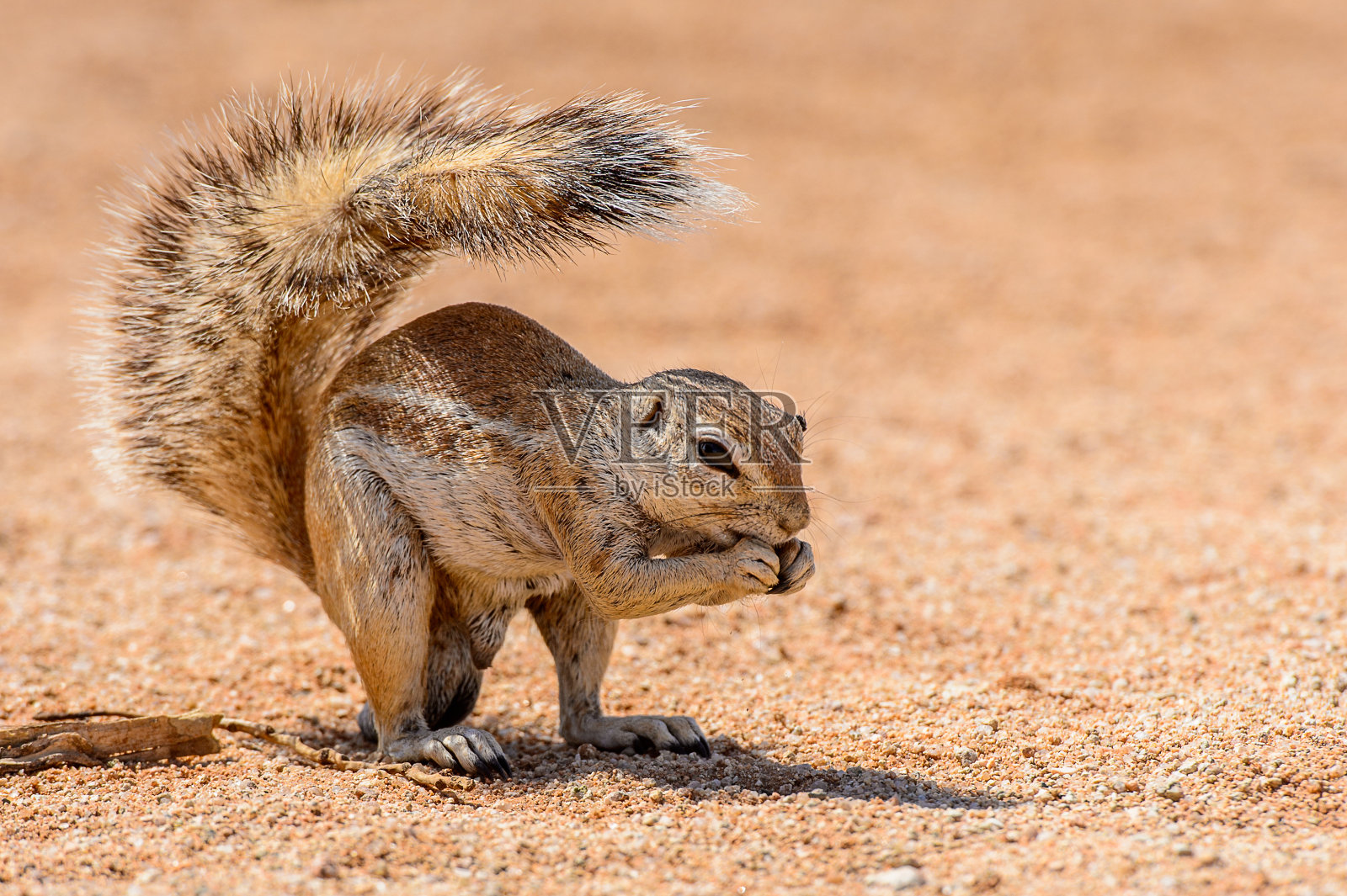 纳米比亚的猫鼬在吃坚果照片摄影图片