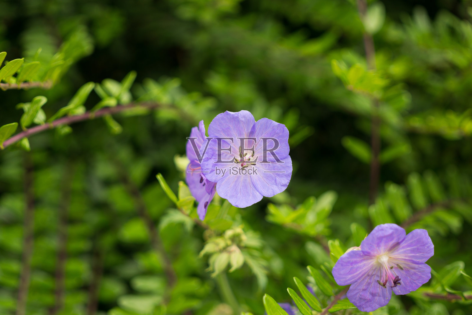 紫色的花。照片摄影图片