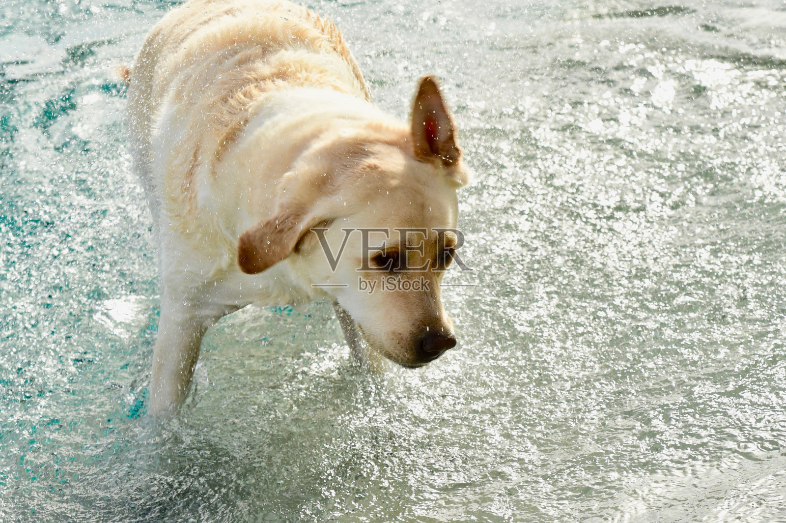 游泳的拉布拉多寻回犬照片摄影图片