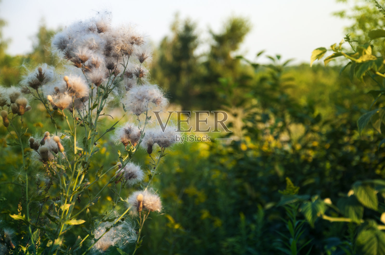 波兰草地上的风媒植物照片摄影图片