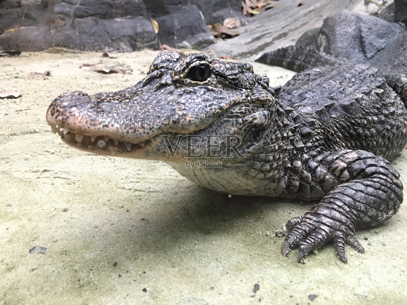 长江中国鳄鱼照片摄影图片