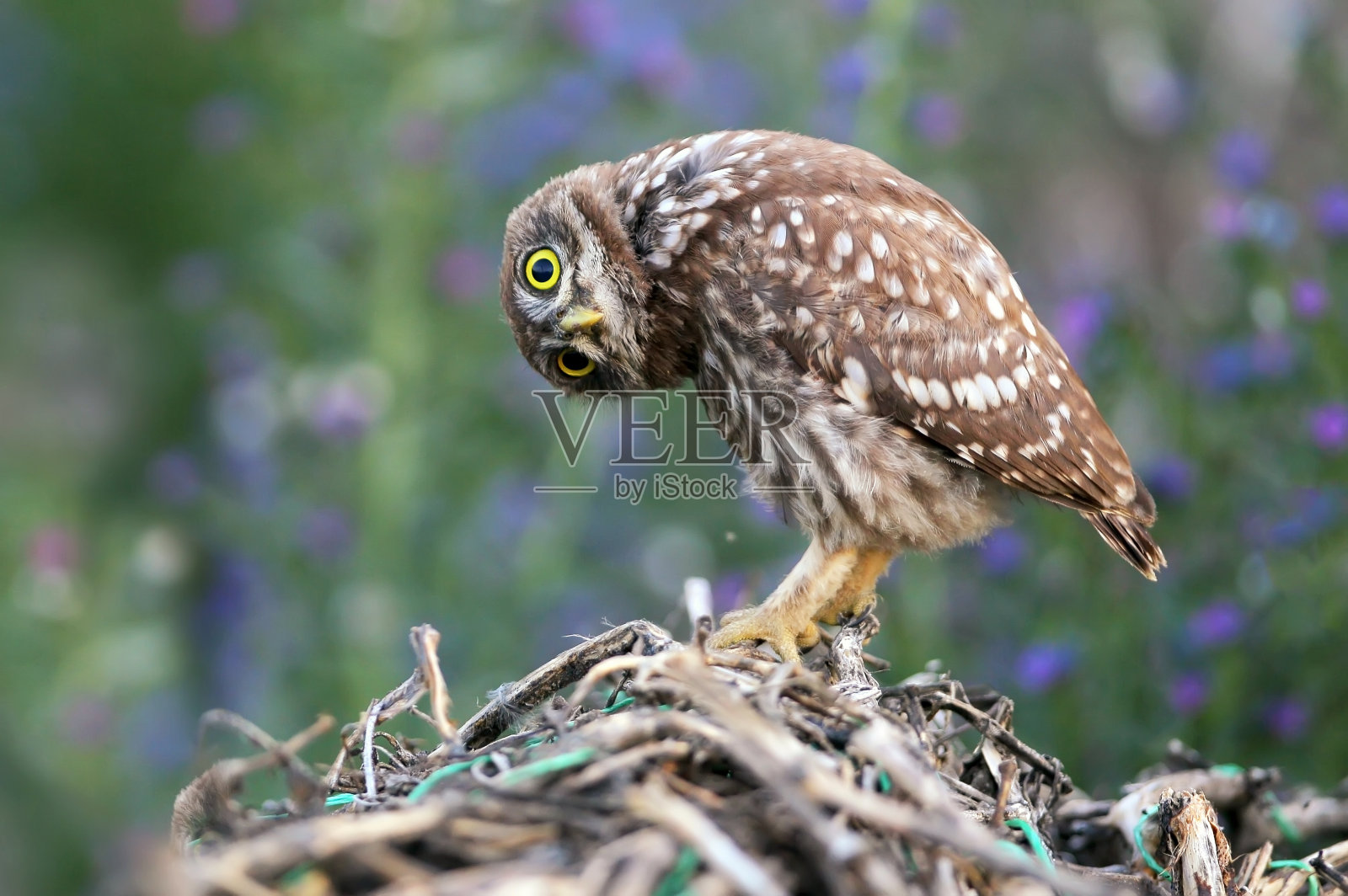 大系列中的一张照片是关于一只小猫头鹰的雏鸟，它们摆着不同的姿势，有着大大的黄色眼睛。在早晨、下午和傍晚的光线下，用模糊的背景拍摄鸟类。照片摄影图片