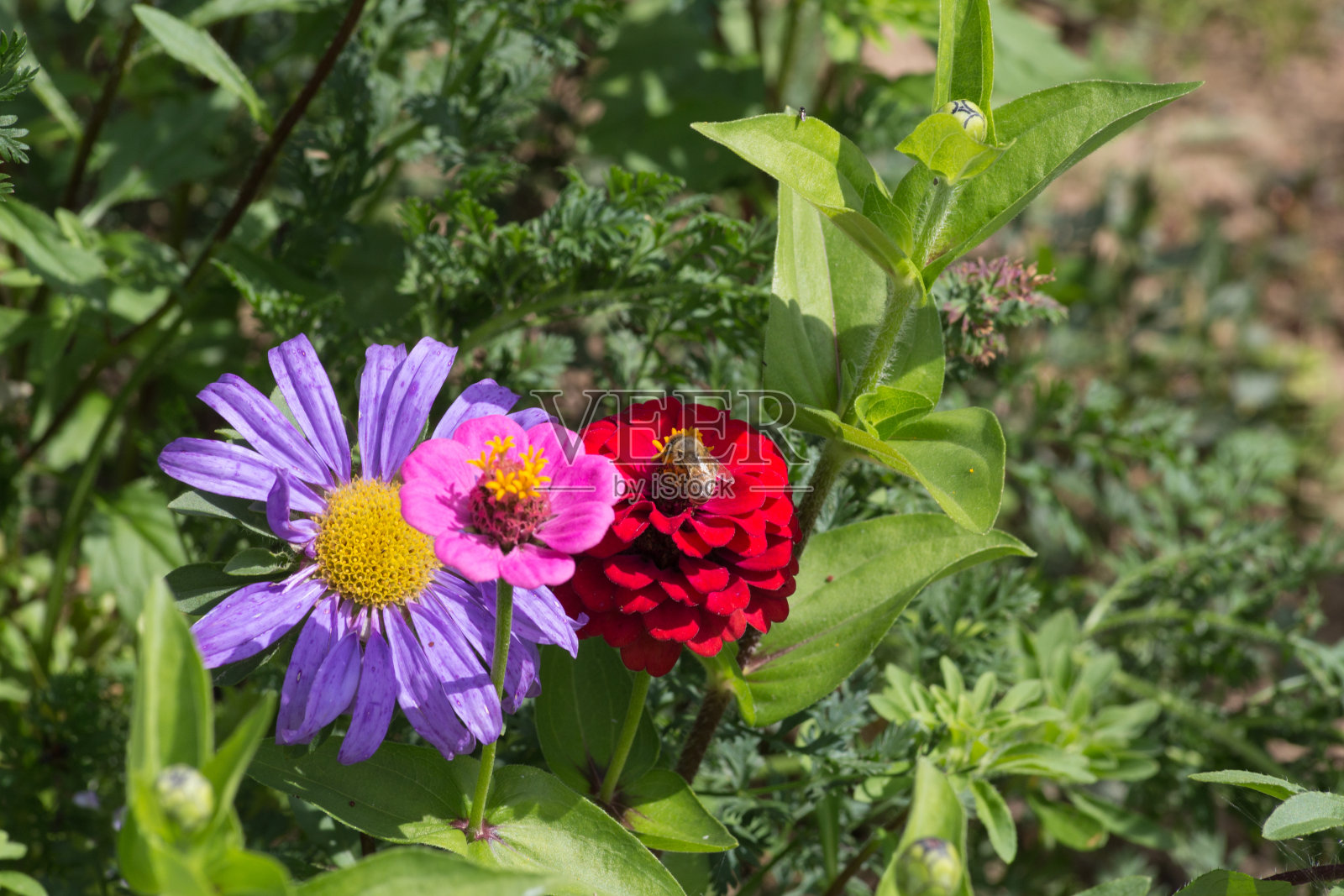 在德国南部6月一个阳光明媚的日子里，你可以在室外花园中看到橙色、红色、粉色和蓝色的乡村花朵的细节和颜色照片摄影图片