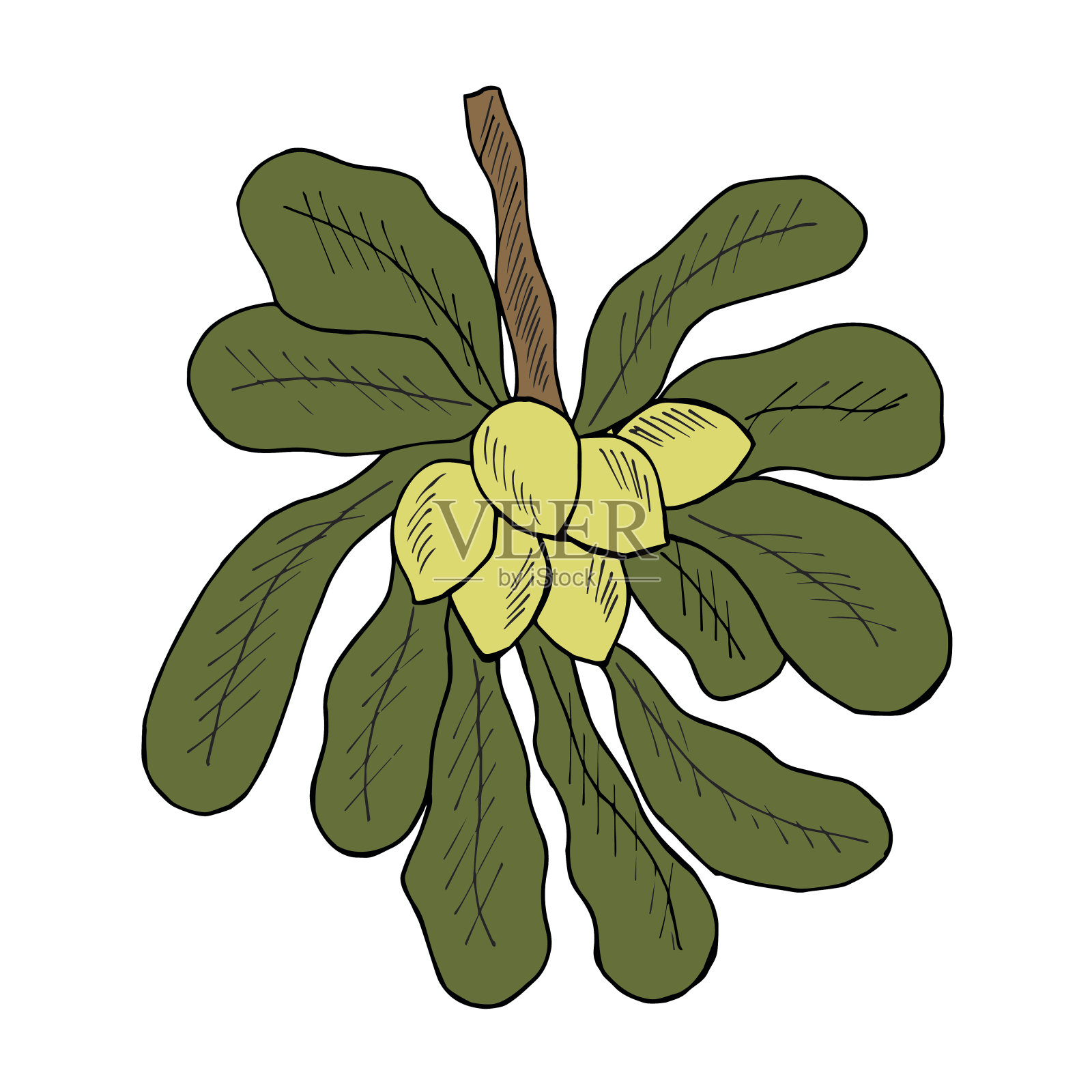 牛油果，衬垫，彩色插画图片素材