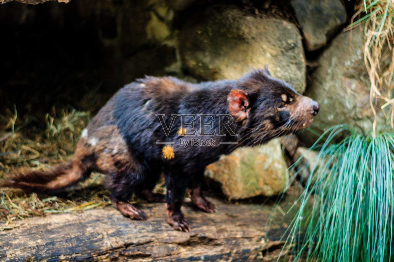 澳大利亚，塔斯马尼亚-阿瑟港2017。袋獾(Sarcophilus harriii)。袋獾在他的小巢里。照片摄影图片