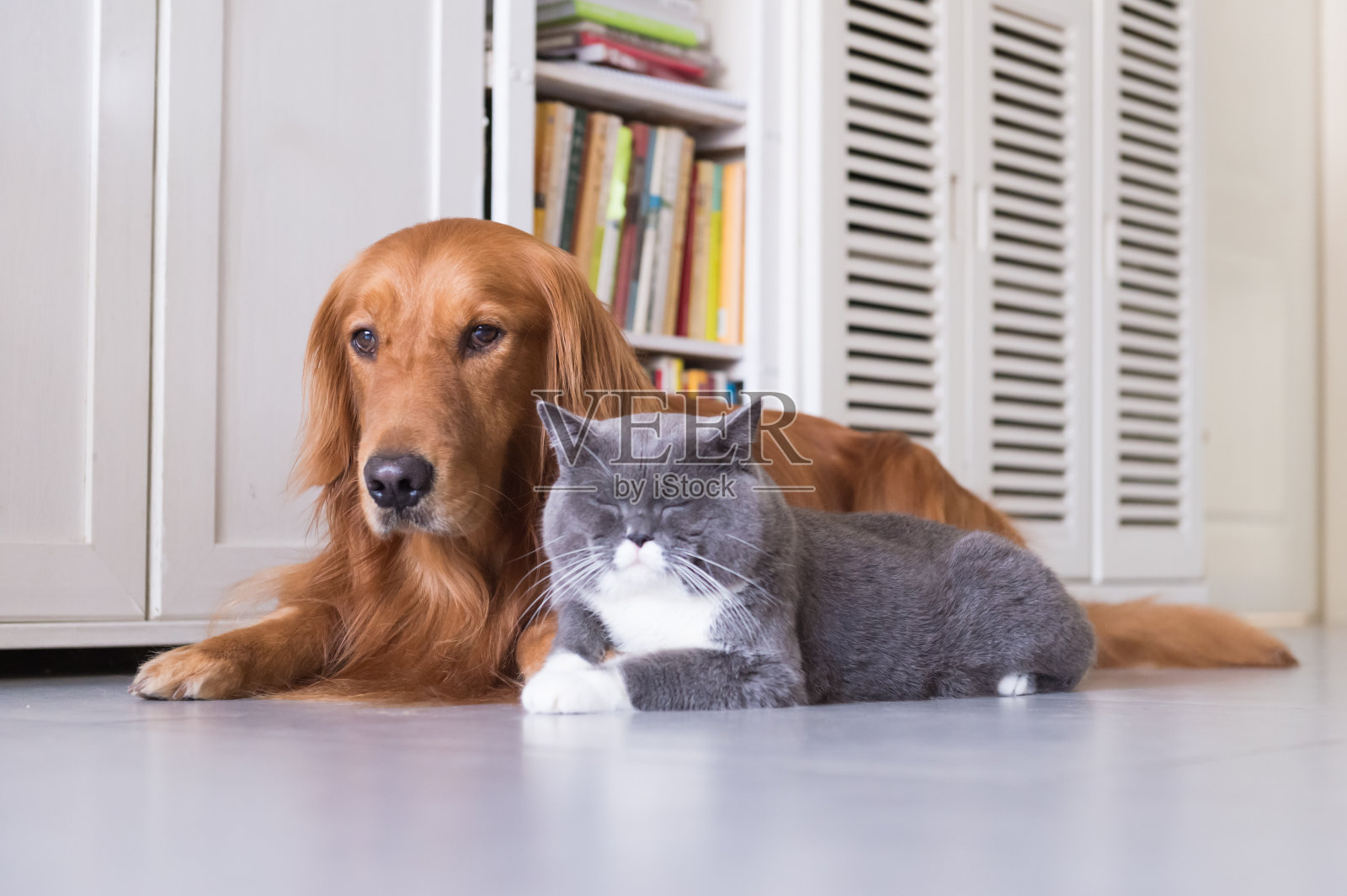 英国短毛猫和金毛猎犬照片摄影图片