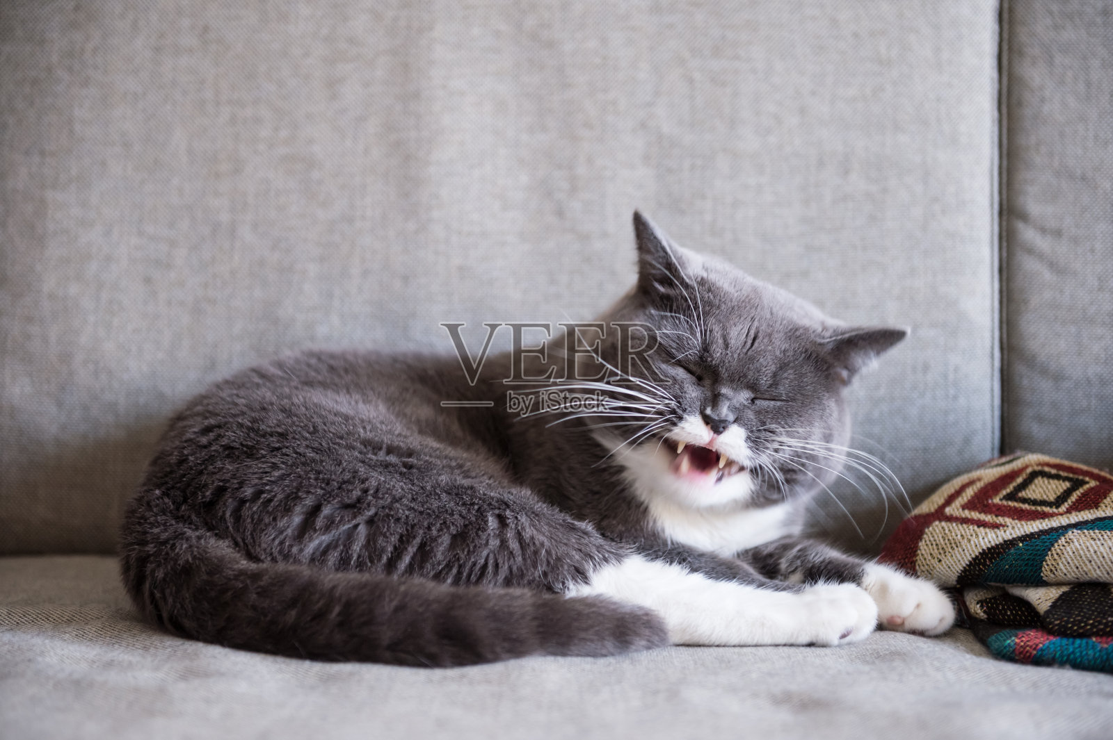 灰色英国短毛猫，室内照片摄影图片