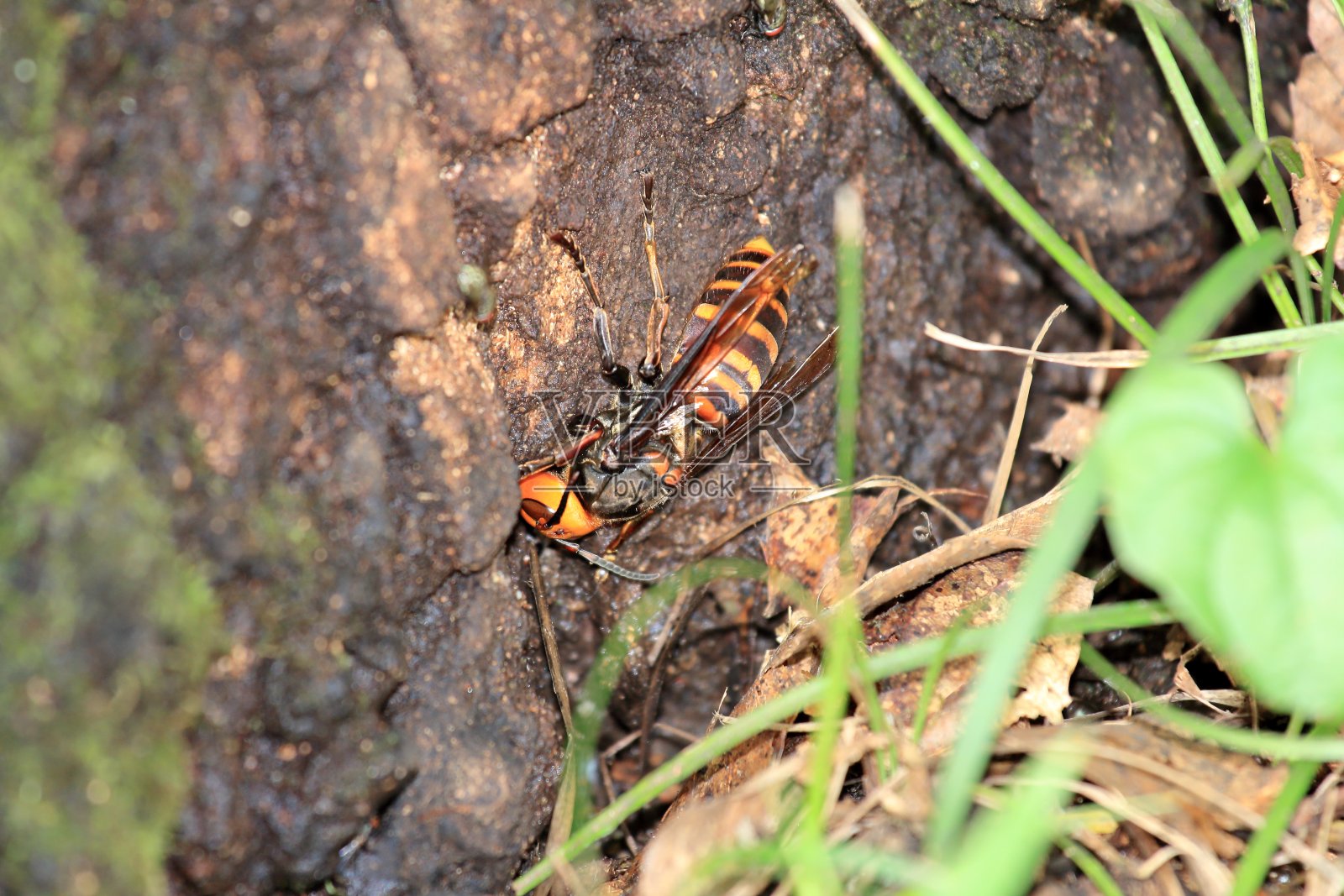 日本大黄蜂照片摄影图片