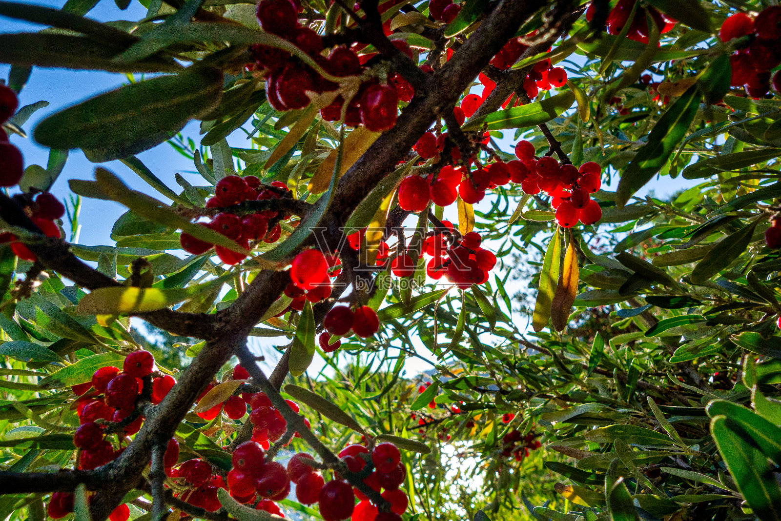 灌木上的红莓照片摄影图片