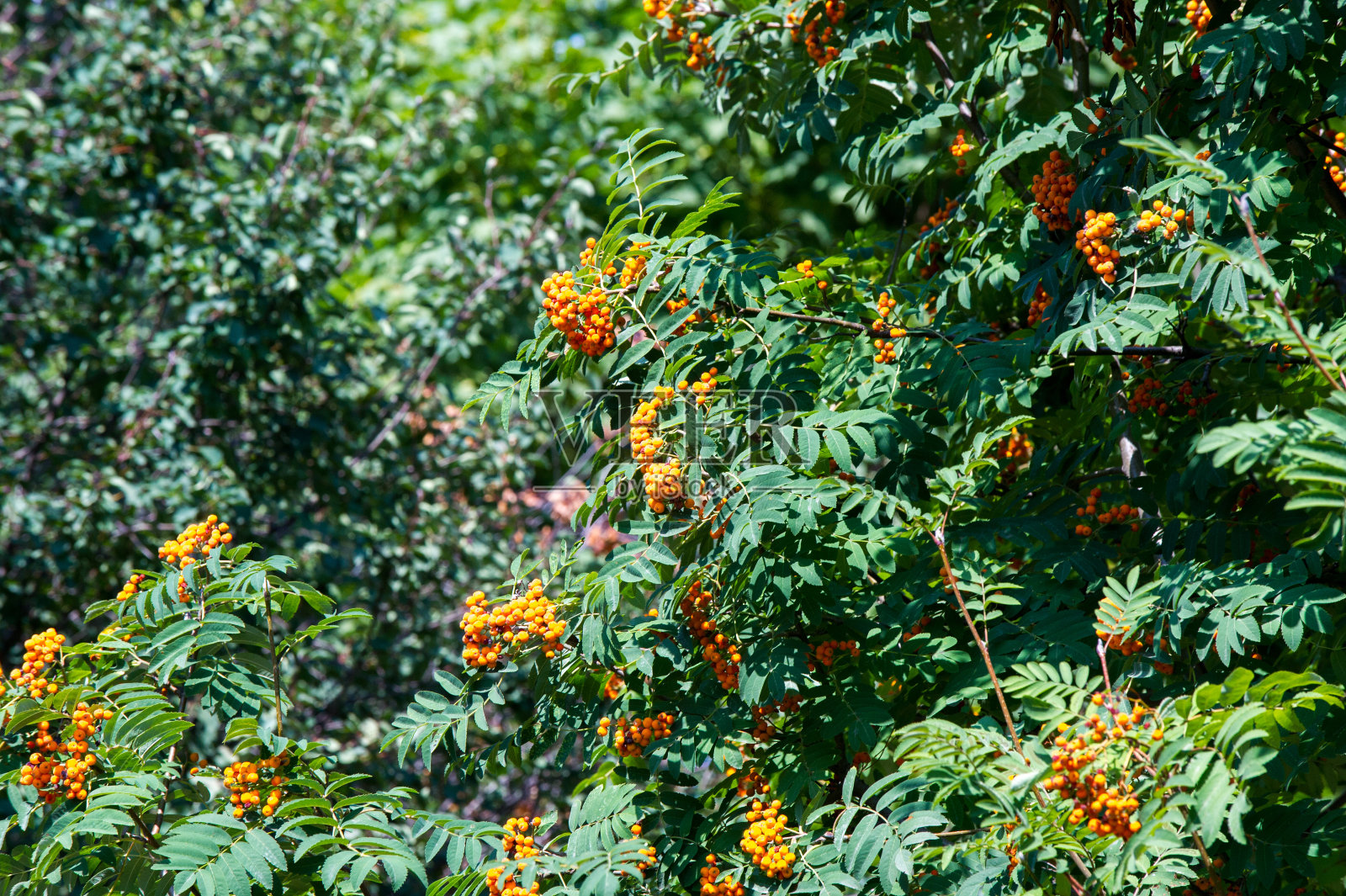 花椒树郁郁葱葱，一簇簇红色的山白蜡树在树枝上。景深浅照片摄影图片