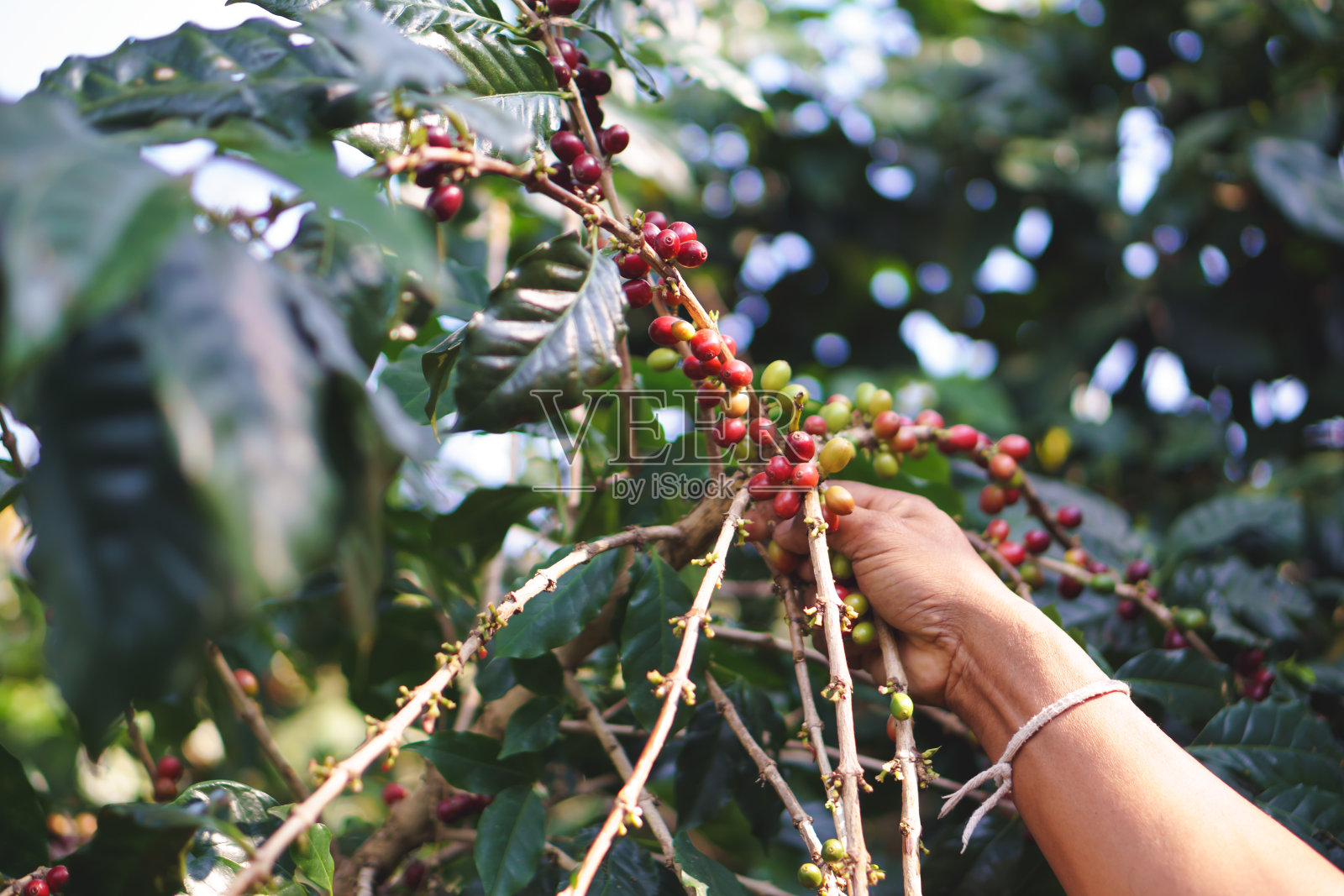 一个农民用手采摘成熟的生咖啡浆果照片摄影图片