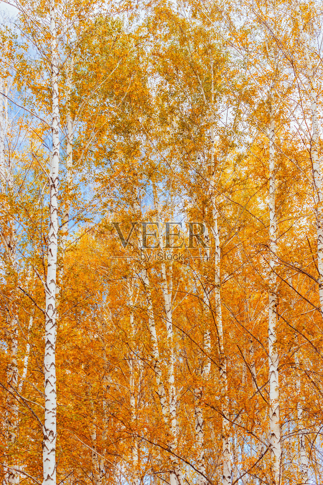 秋天桦林照片摄影图片