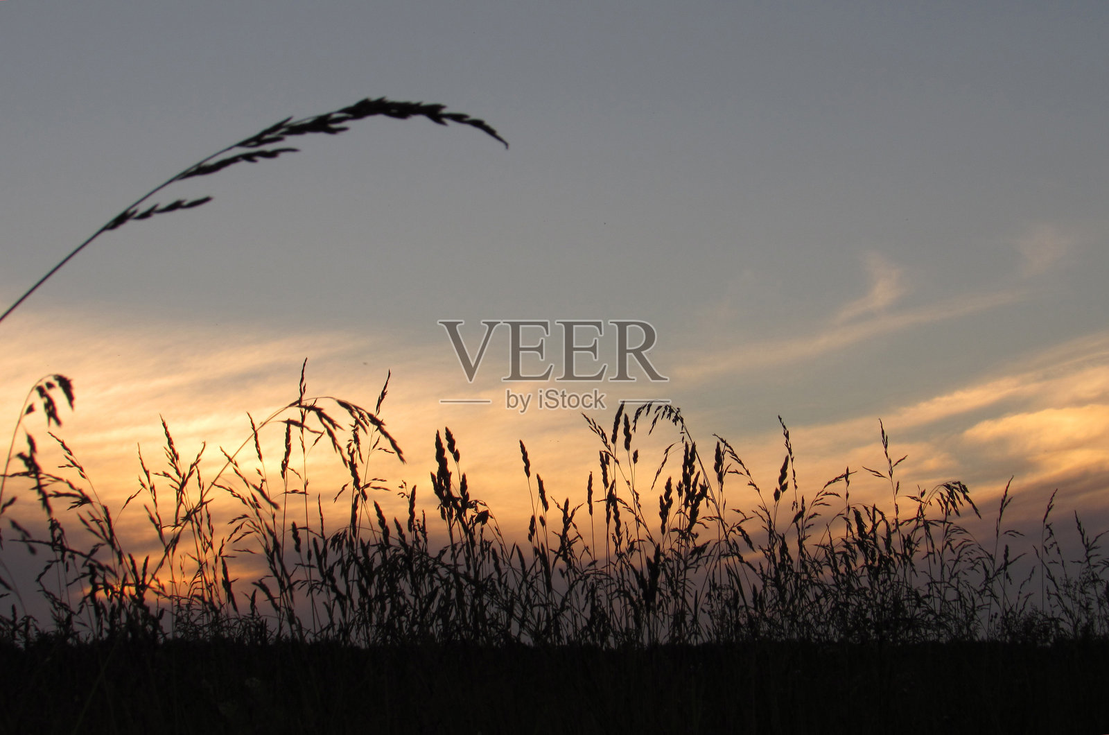 耳朵在现场照片摄影图片