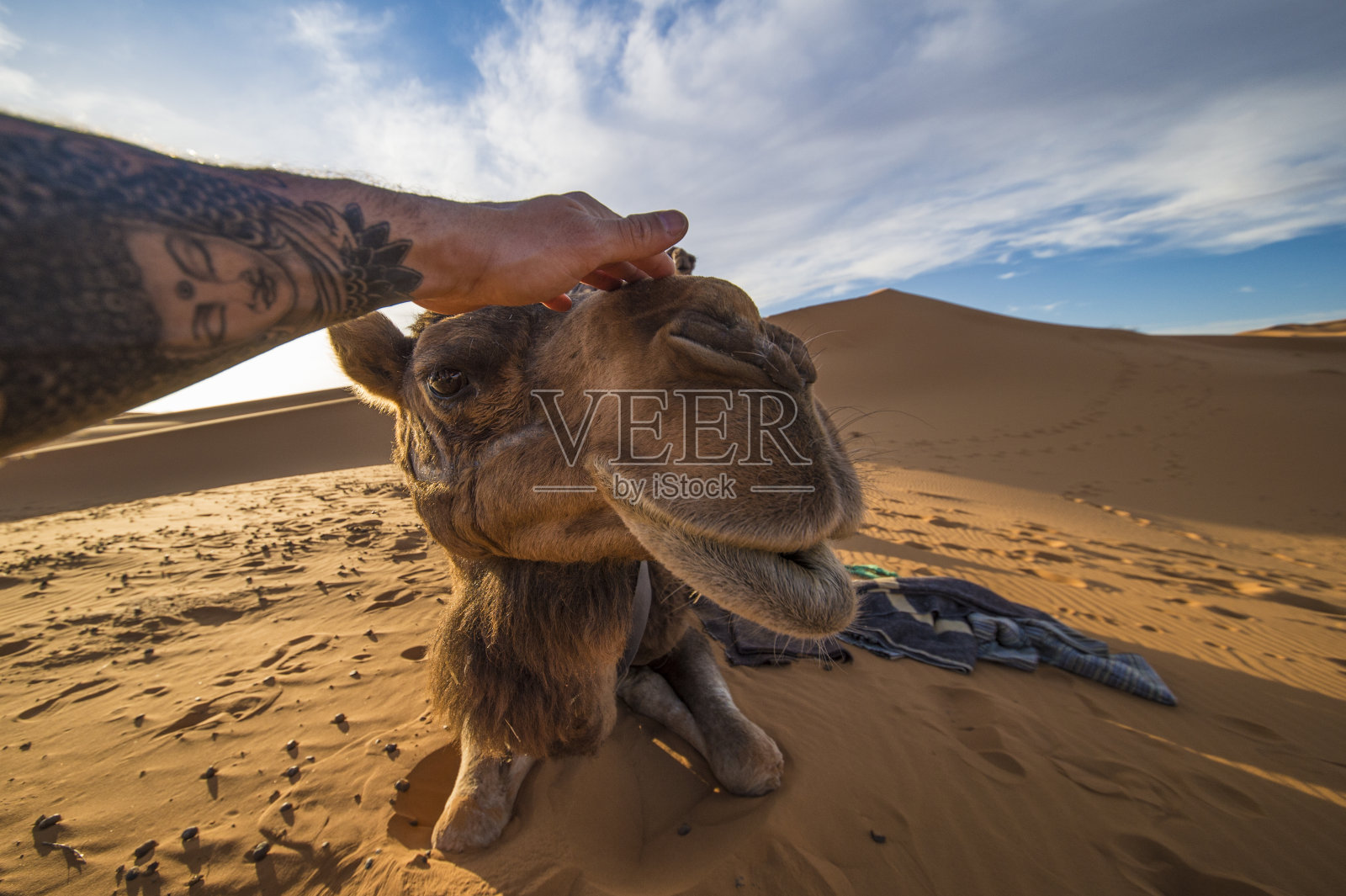 在摩洛哥撒哈拉沙漠，男子抚摸着可爱的骆驼照片摄影图片