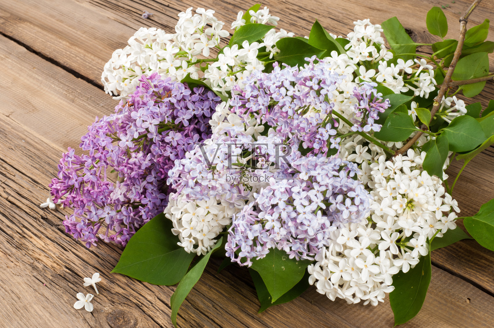淡紫色的花照片摄影图片