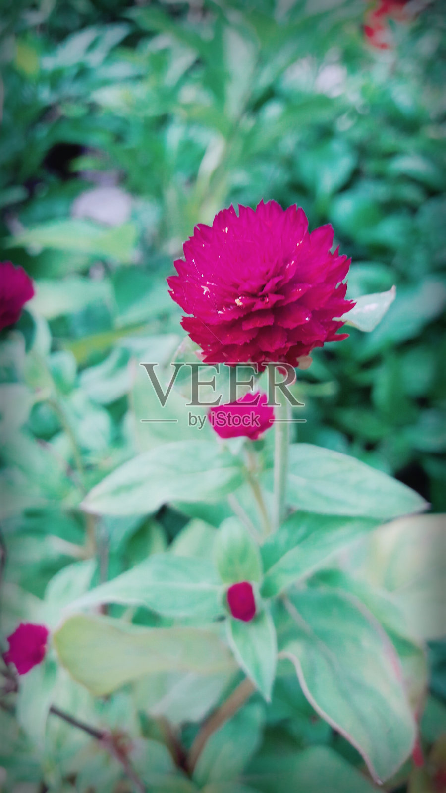 花园里有红色的花照片摄影图片