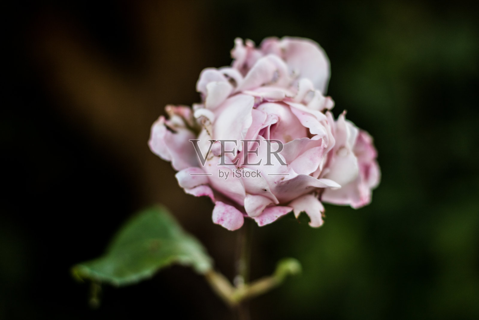 受损的美丽照片摄影图片