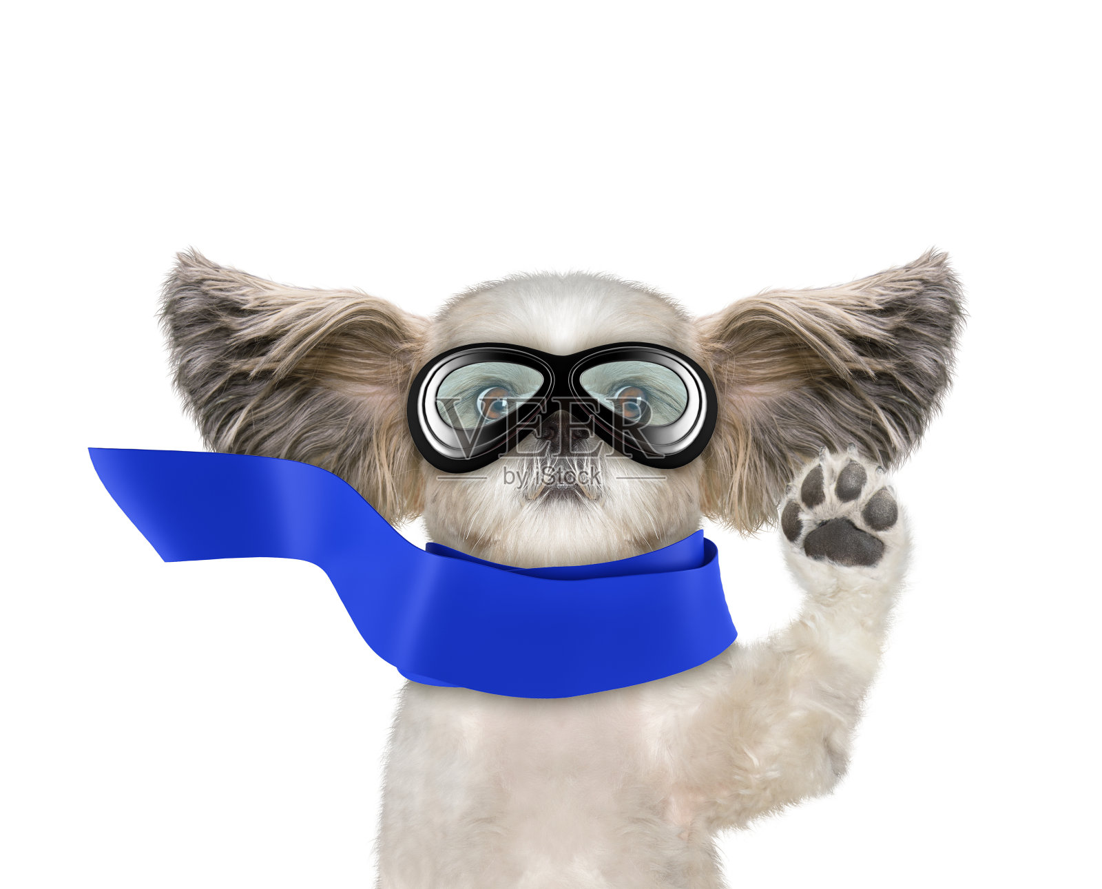 可爱的狗狗用他的耳朵飞，像个超级英雄。孤立在白色照片摄影图片