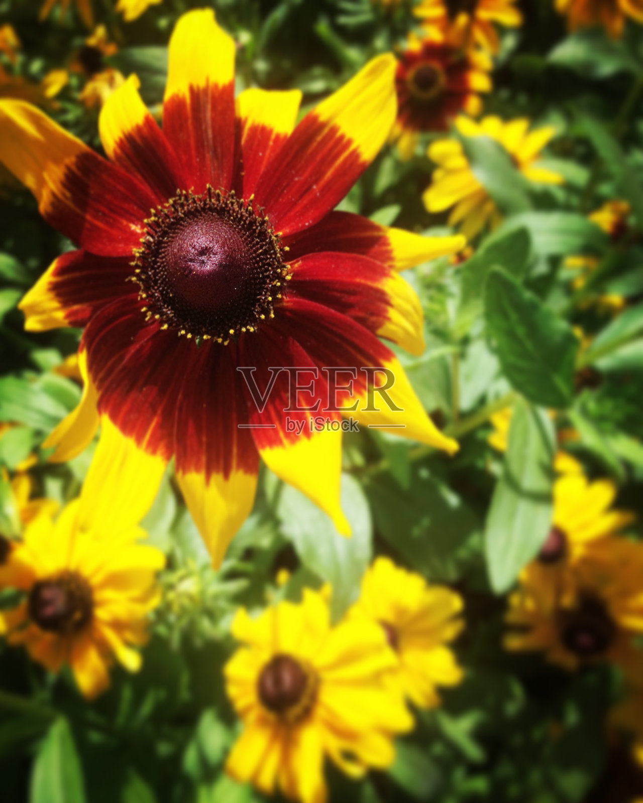 维亚纳城堡照片摄影图片