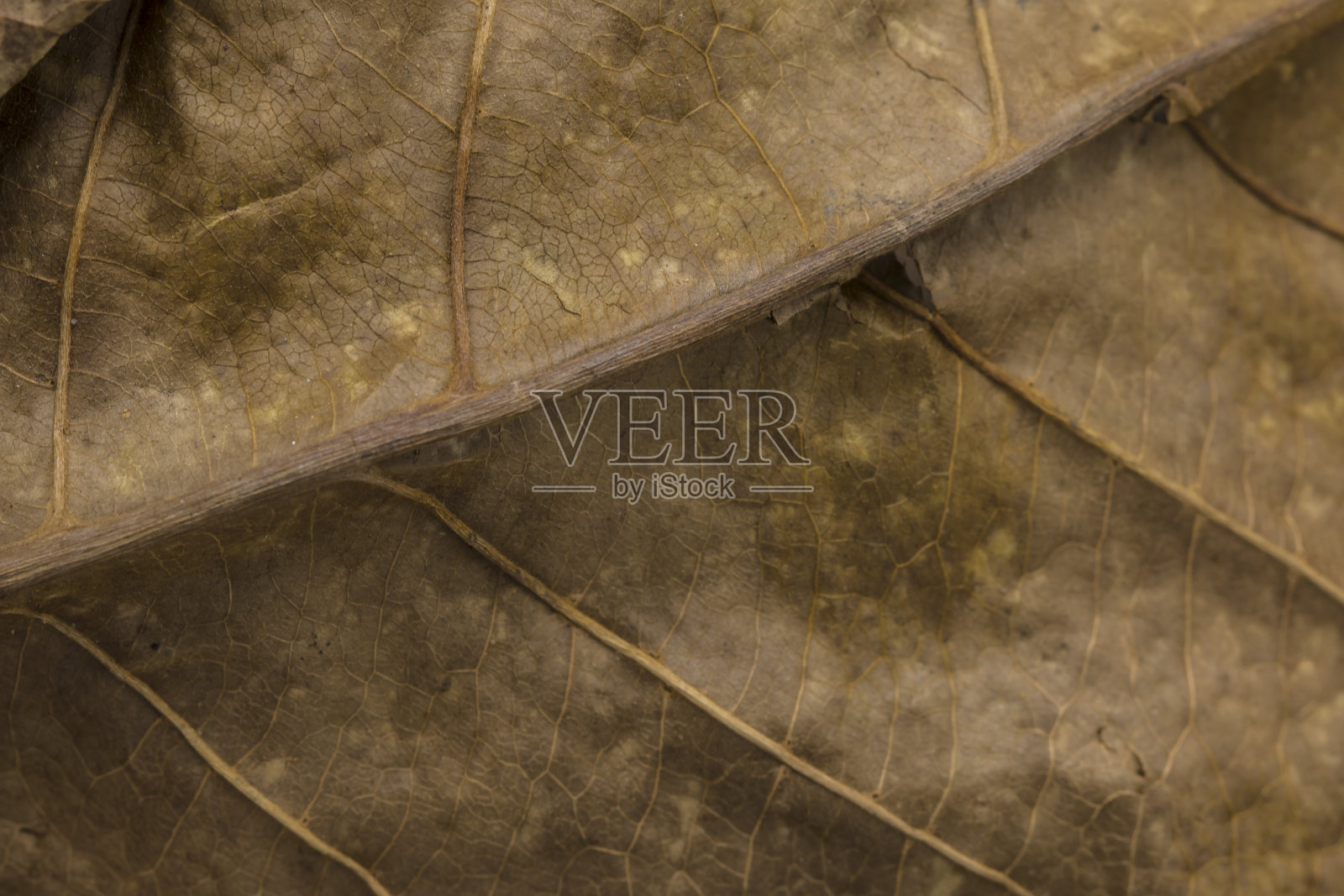 闭合干燥的叶子纹理照片摄影图片