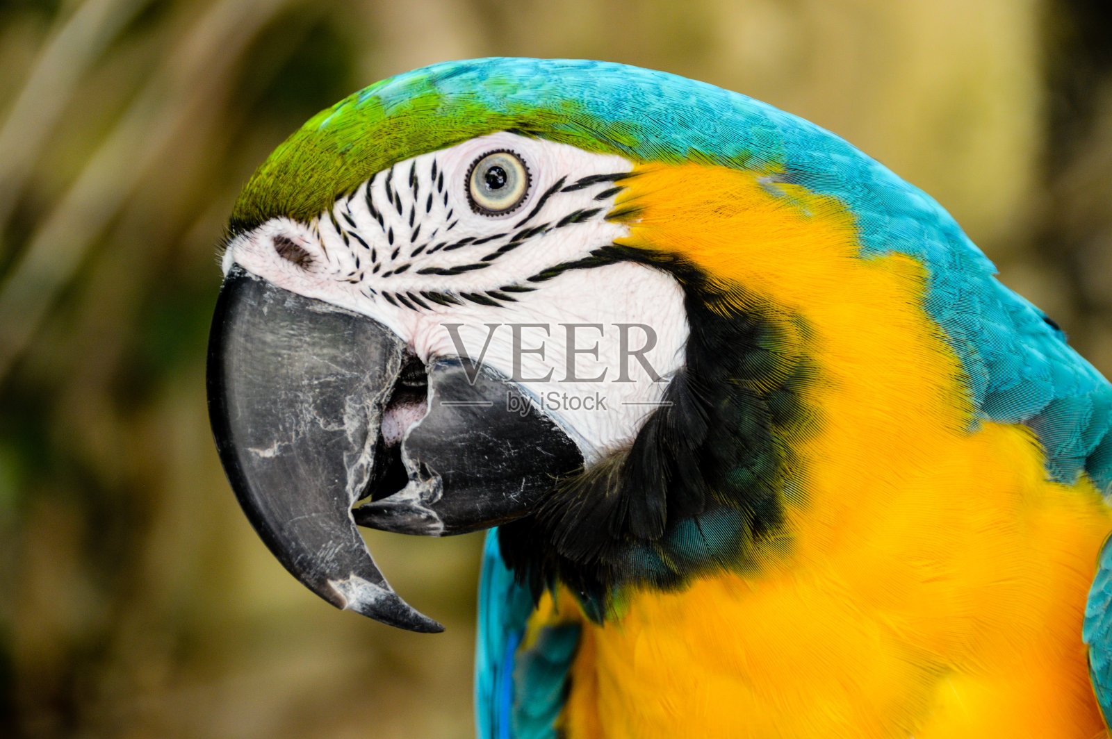 蓝色和黄色的金刚鹦鹉照片摄影图片